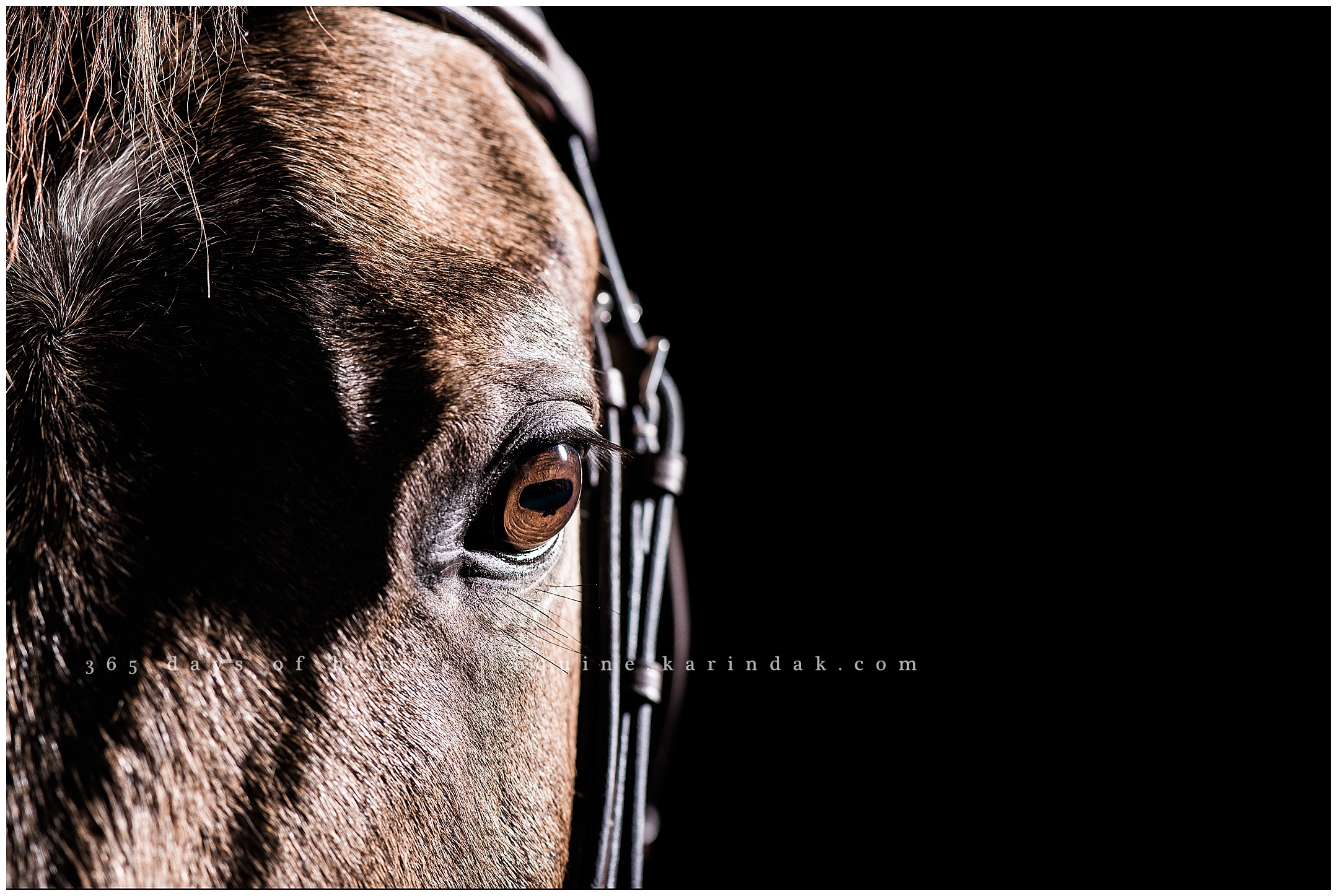 Springfield Missouri Equine Photography