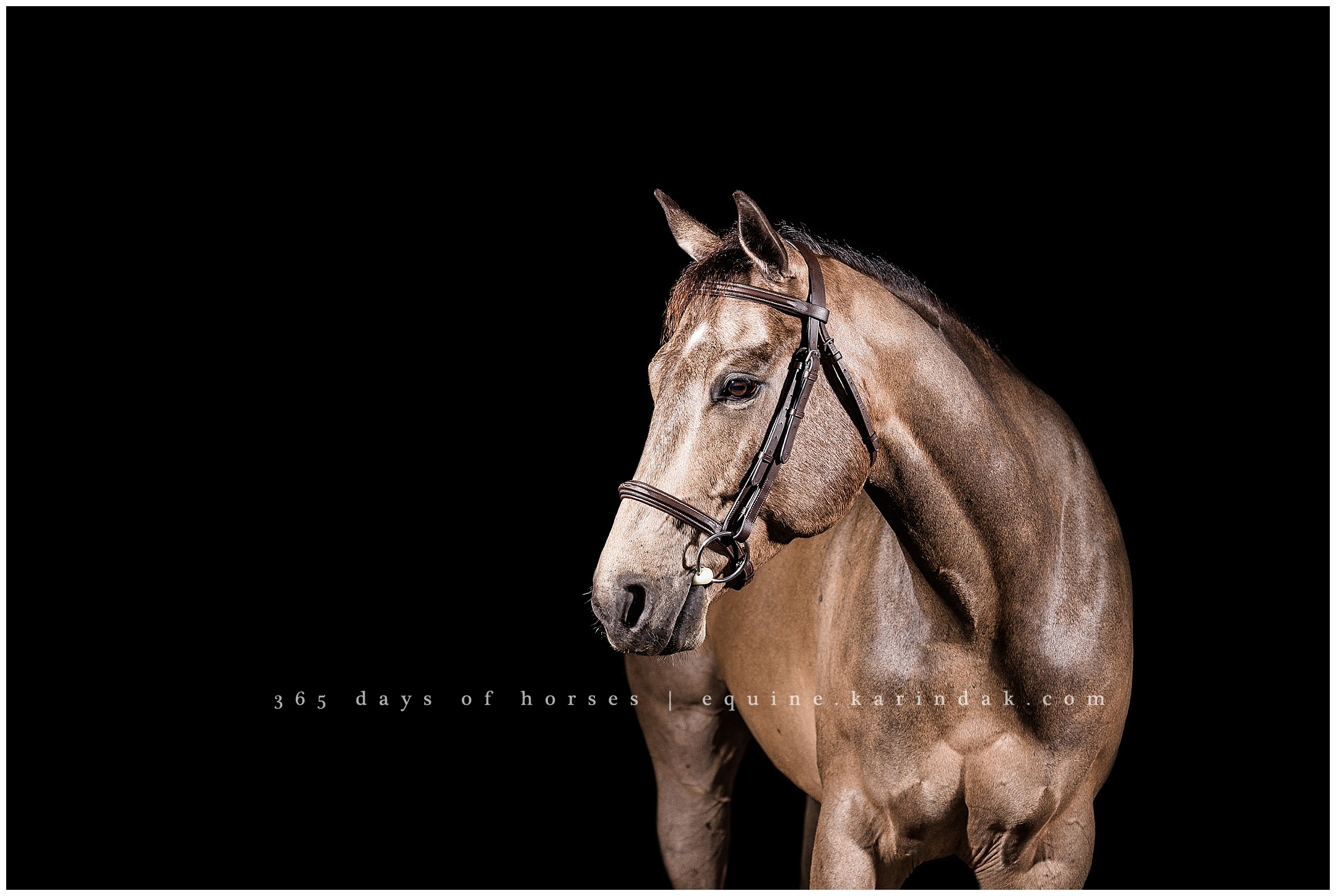 Oklahoma Equine Photographer 