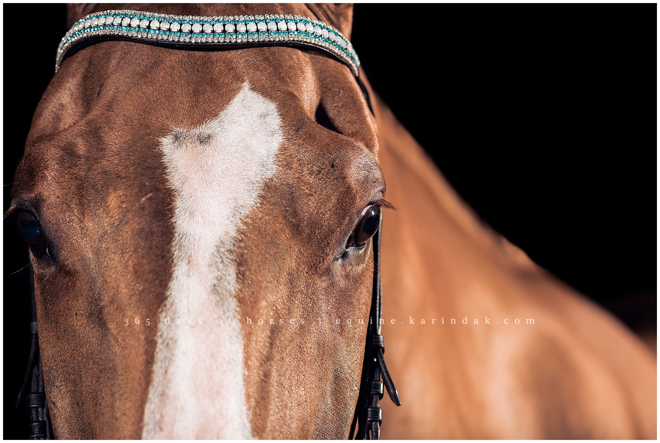 Cedar Creek Equine Photographer | Karinda K Texas Equine Photography | equine.test.karindak.com