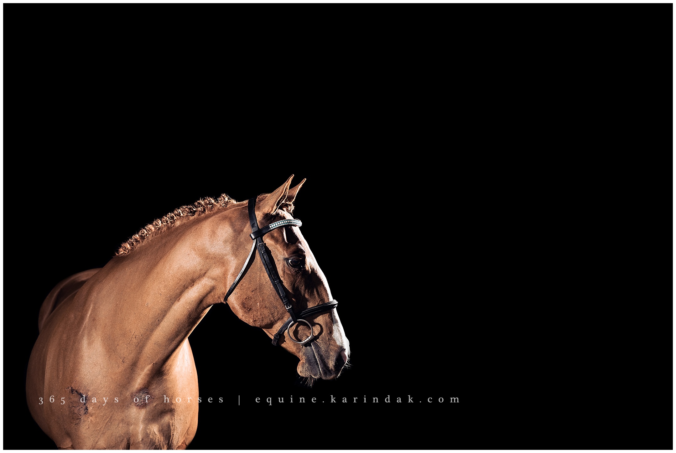 Cedar Creek Equine Photographer | Karinda K Texas Equine Photography | equine.test.karindak.com