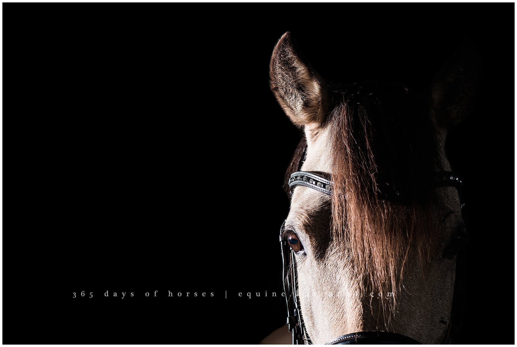 Upper Level Dressage Pony