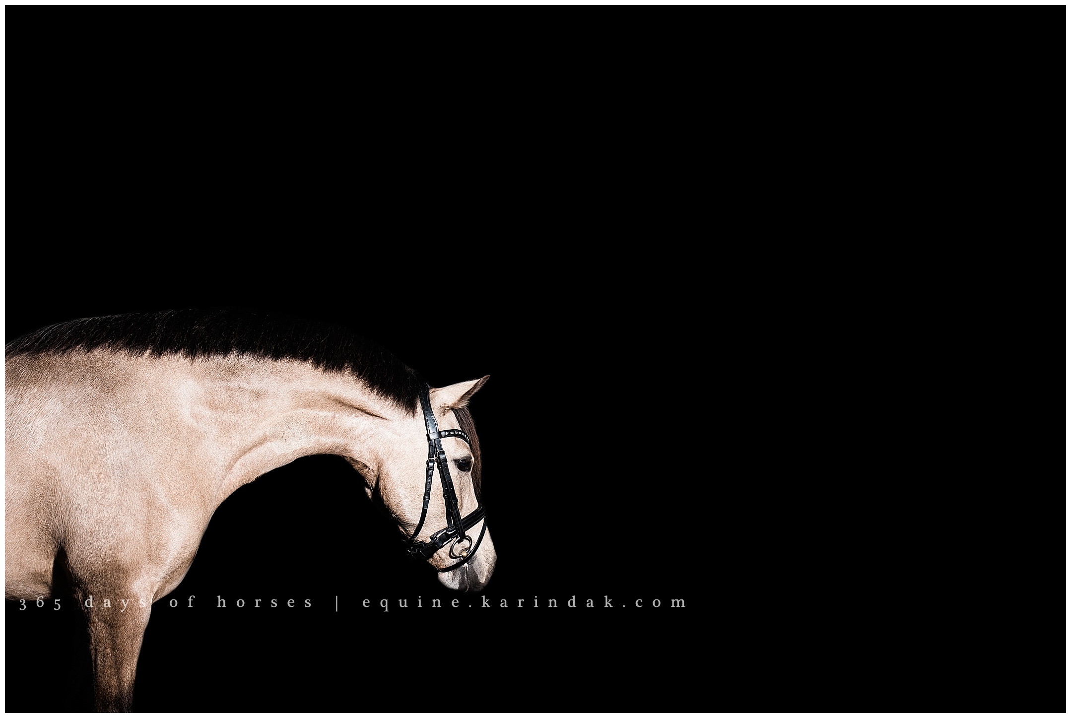 Upper Level Dressage Pony