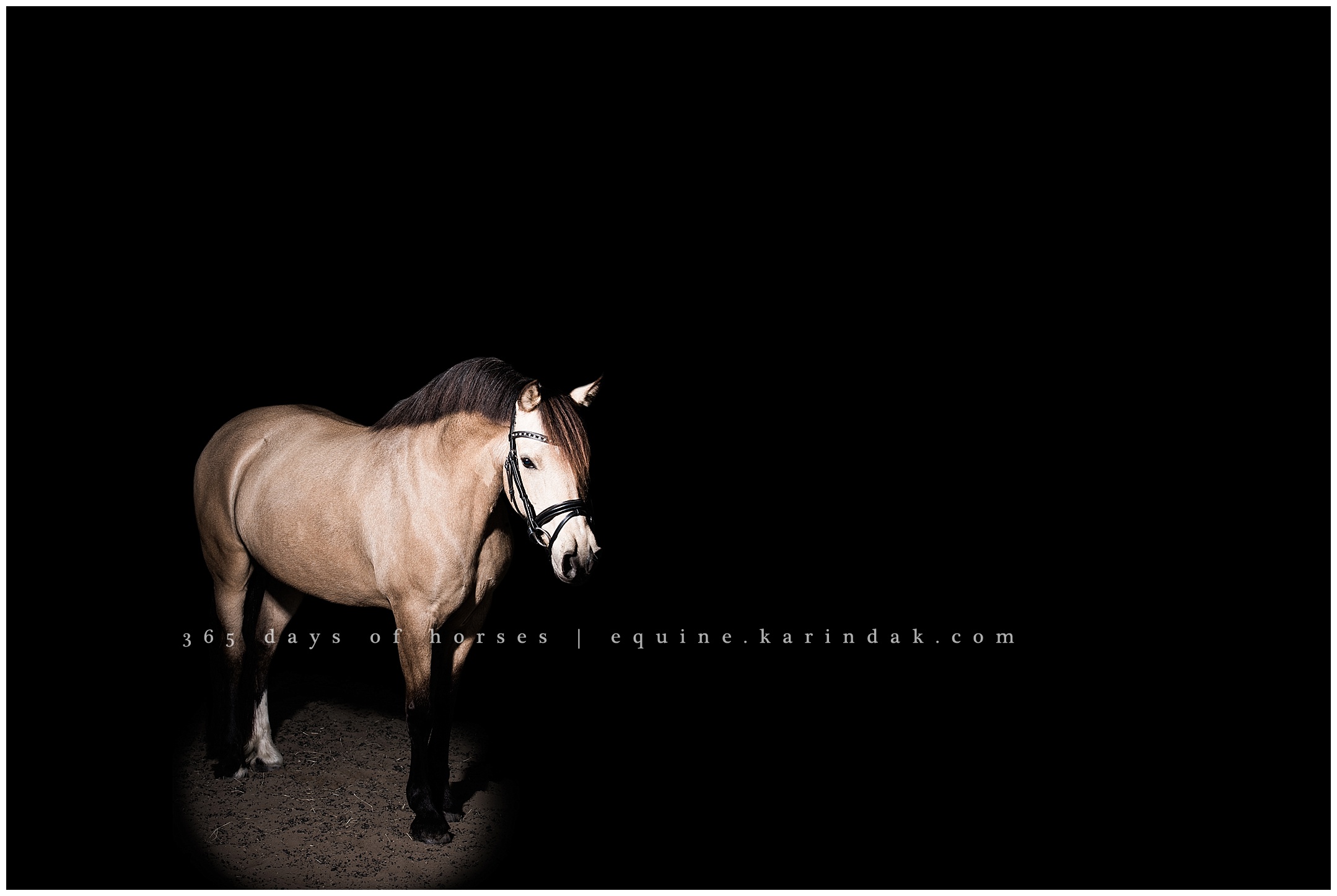 Missouri Equine Photographer