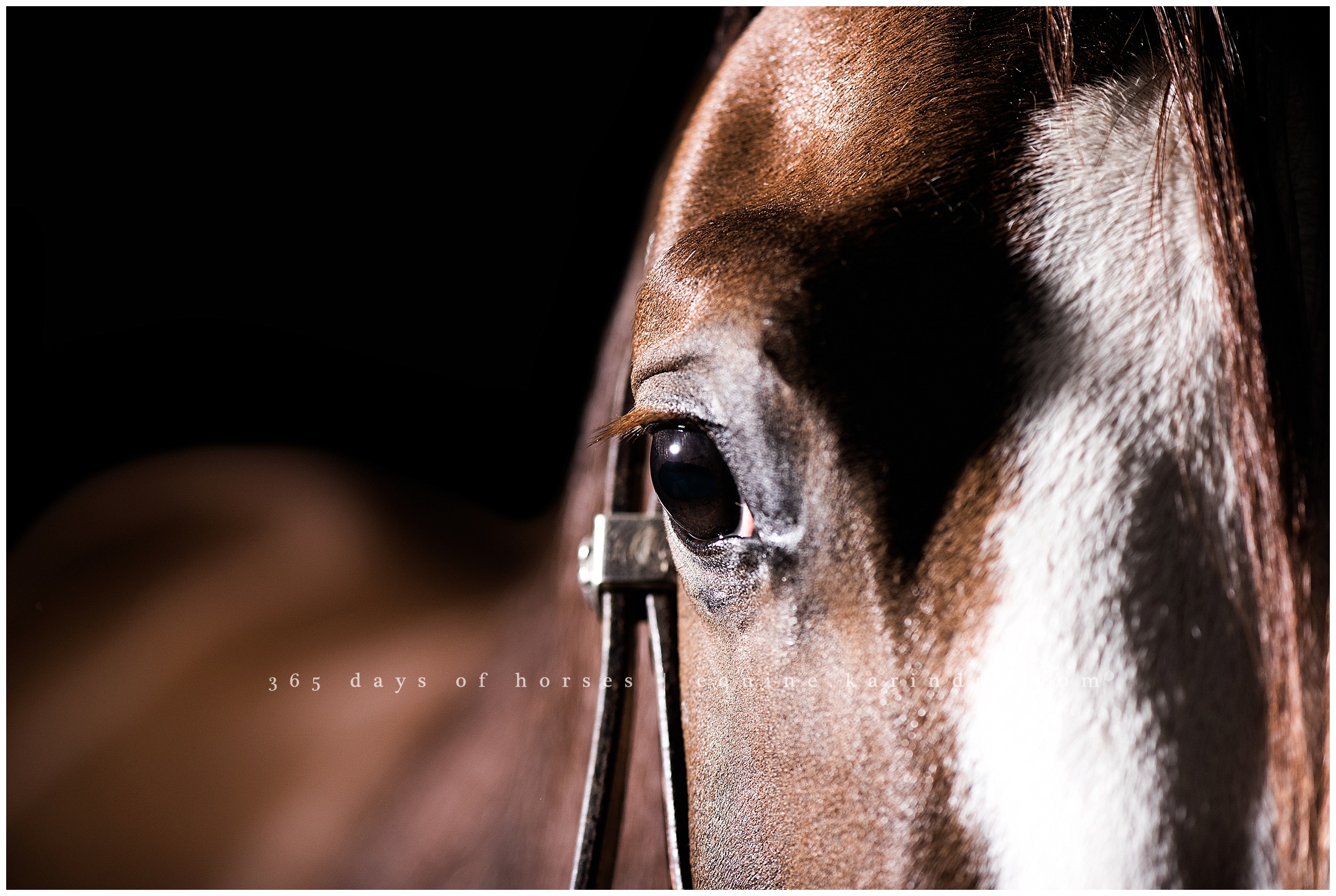 Bud Lyons Performance Horses