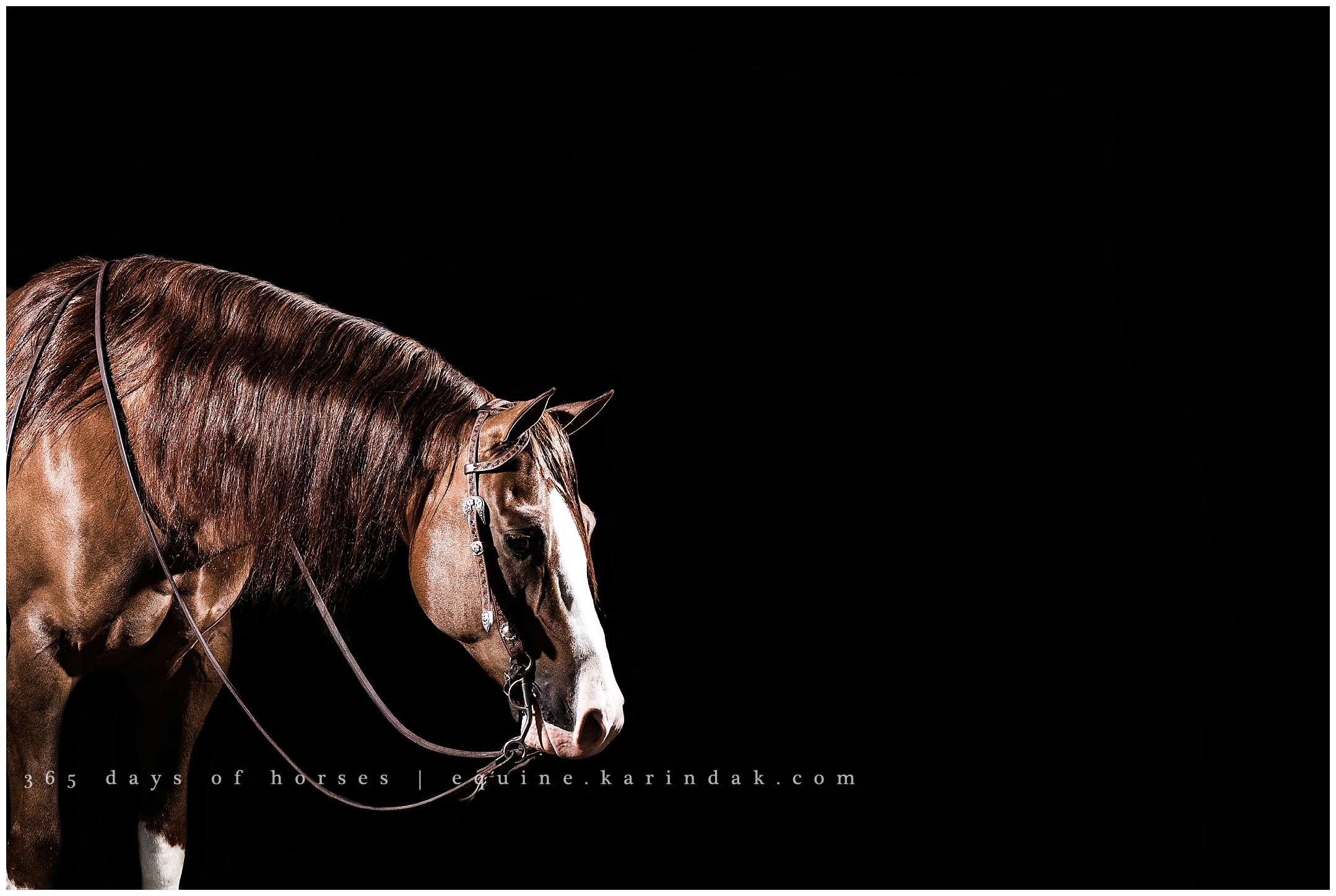 Bud Lyons Performance Horses