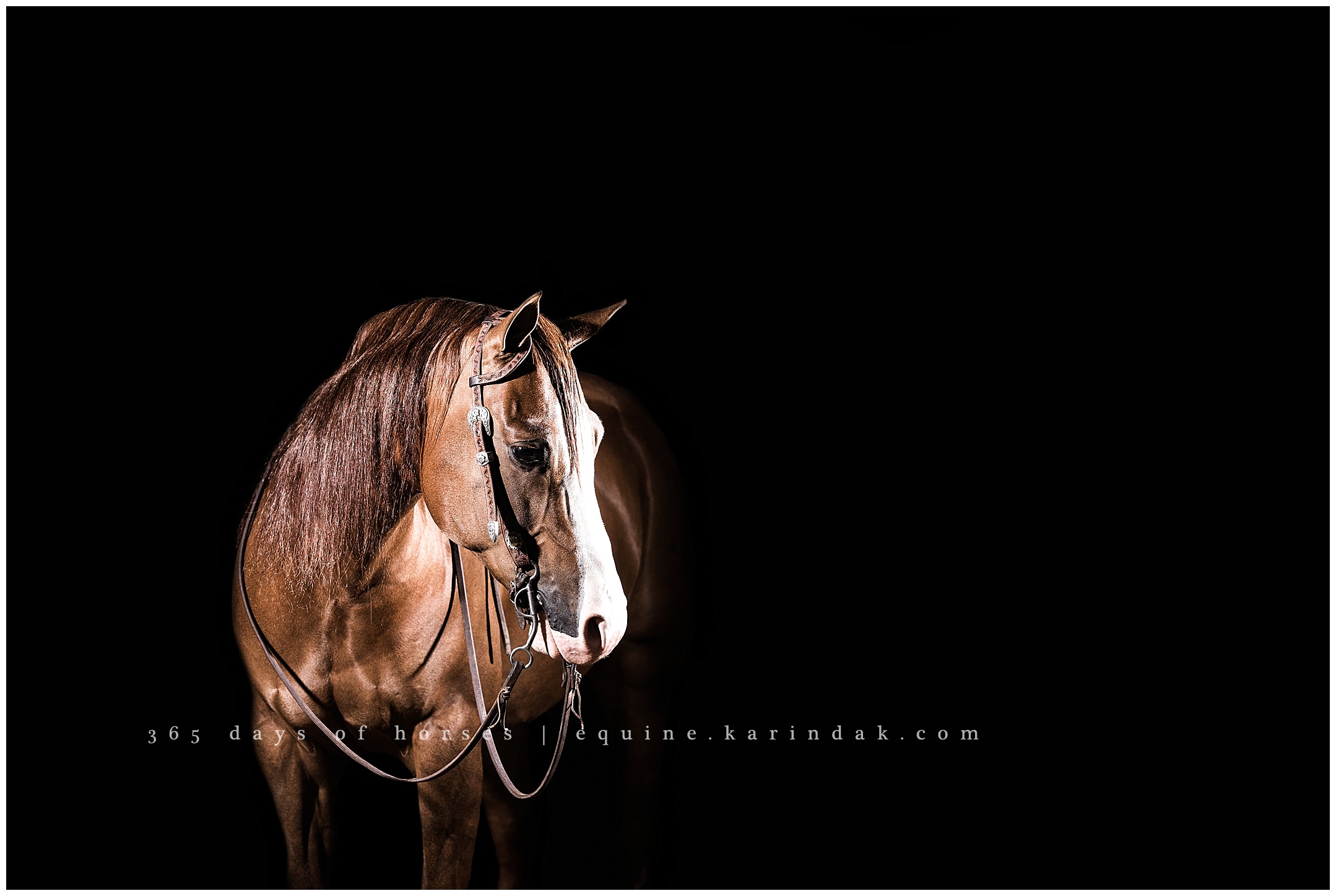 Reining Horse Black Background Portraits 