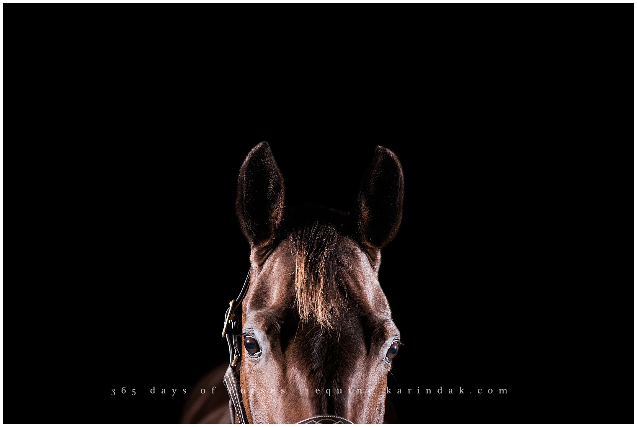 Dallas Equine Photographer 
