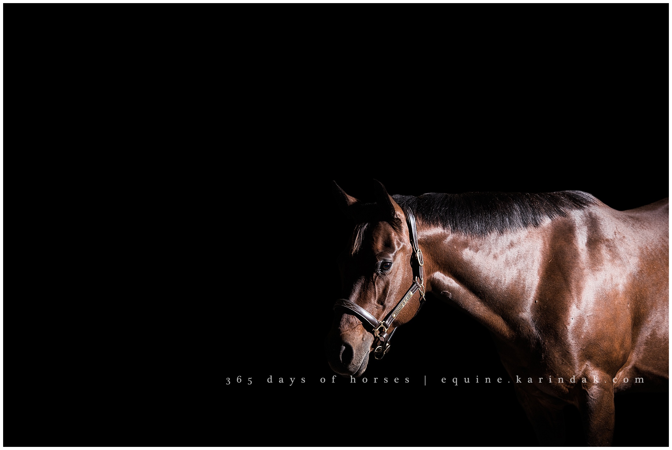 Dallas Black Background Equine Portraits 
