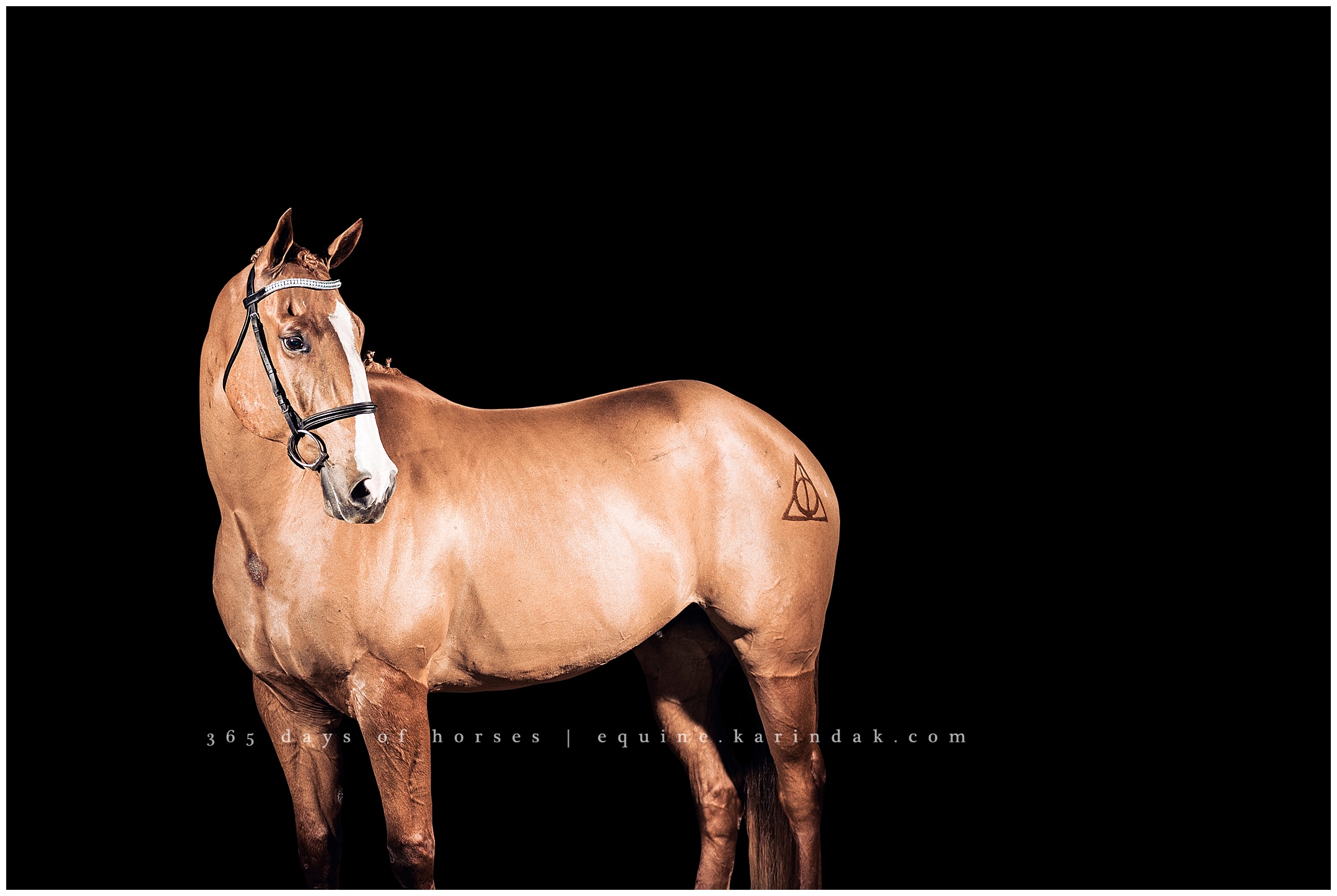 Cedar Creek Equine Photographer | Karinda K Texas Equine Photography | equine.test.karindak.com