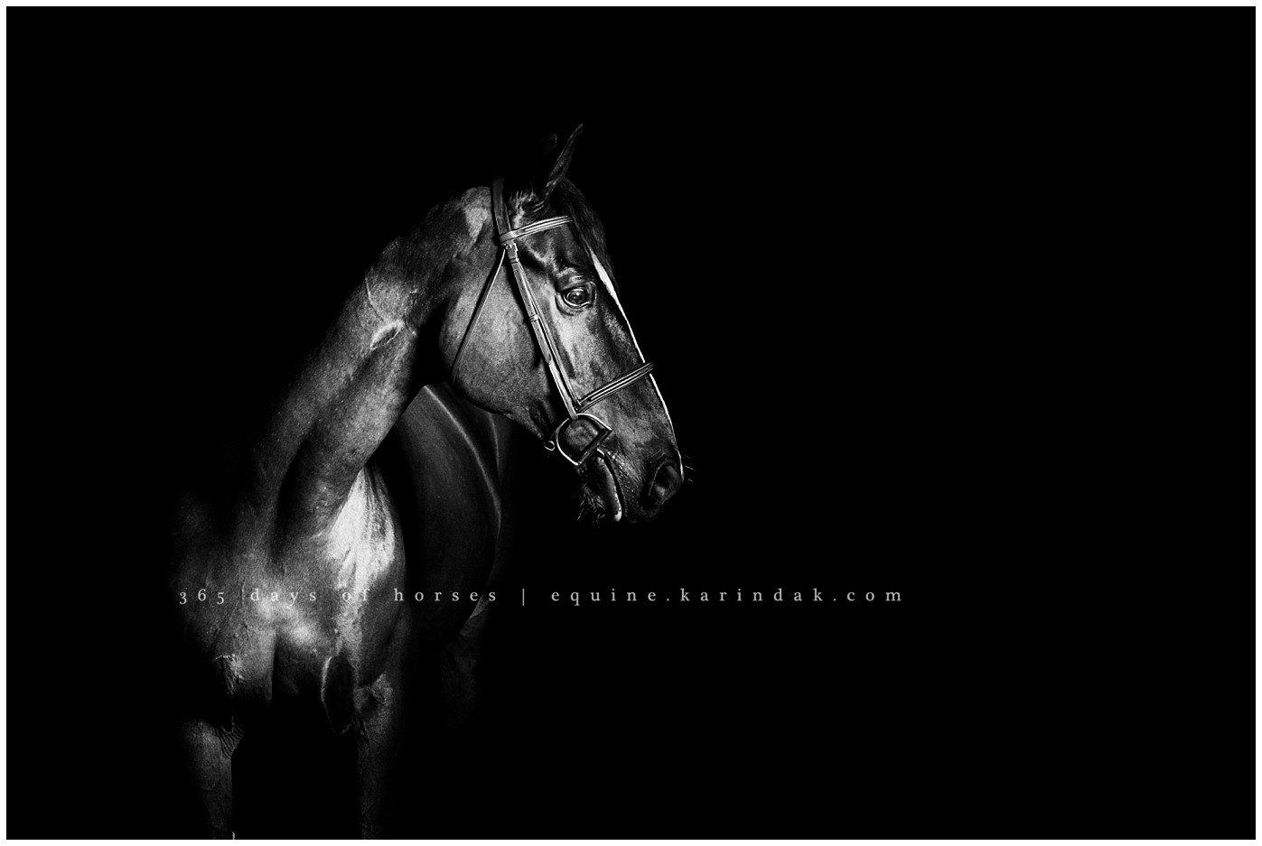 San Antonio equine photographer | CEC Elite Training | Karinda K Texas Equine Photography | equine.test.karindak.com