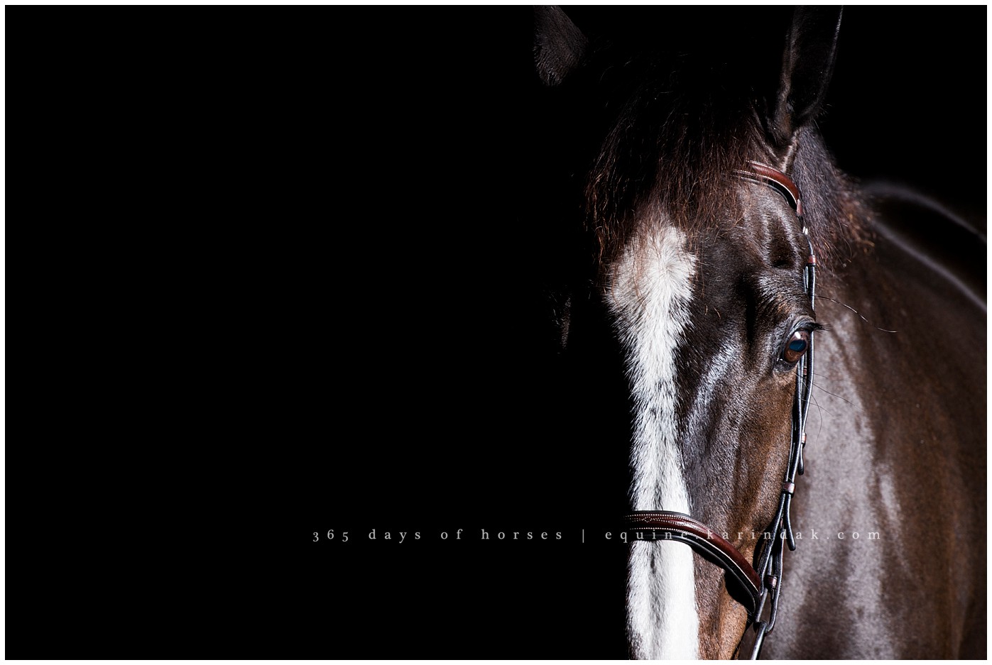 San Antonio equine photographer | CEC Elite Training | Karinda K Texas Equine Photography | equine.test.karindak.com