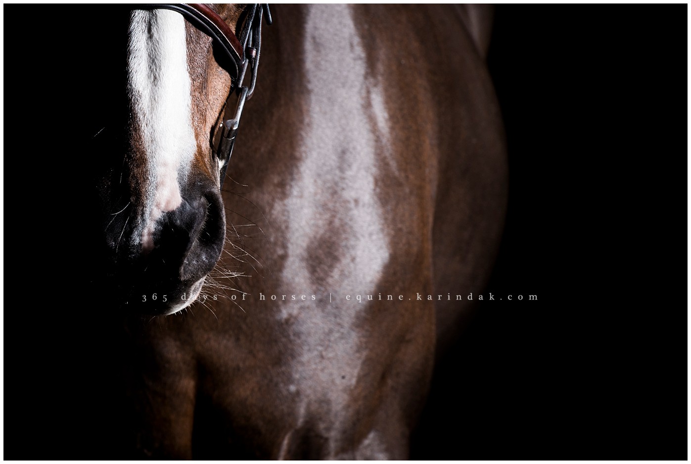 San Antonio equine photographer | CEC Elite Training | Karinda K Texas Equine Photography | equine.test.karindak.com