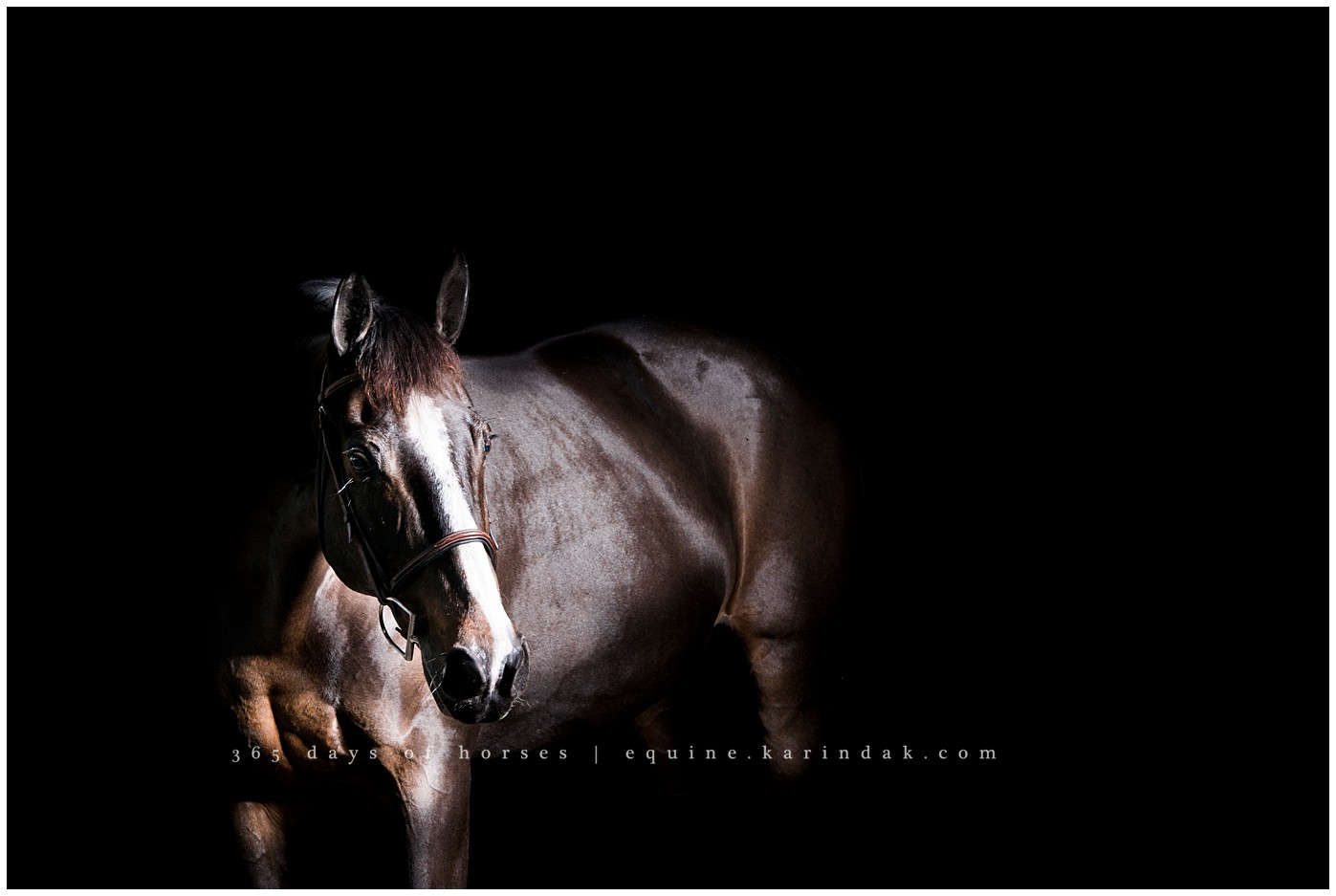 San Antonio equine photographer | CEC Elite Training | Karinda K Texas Equine Photography | equine.test.karindak.com