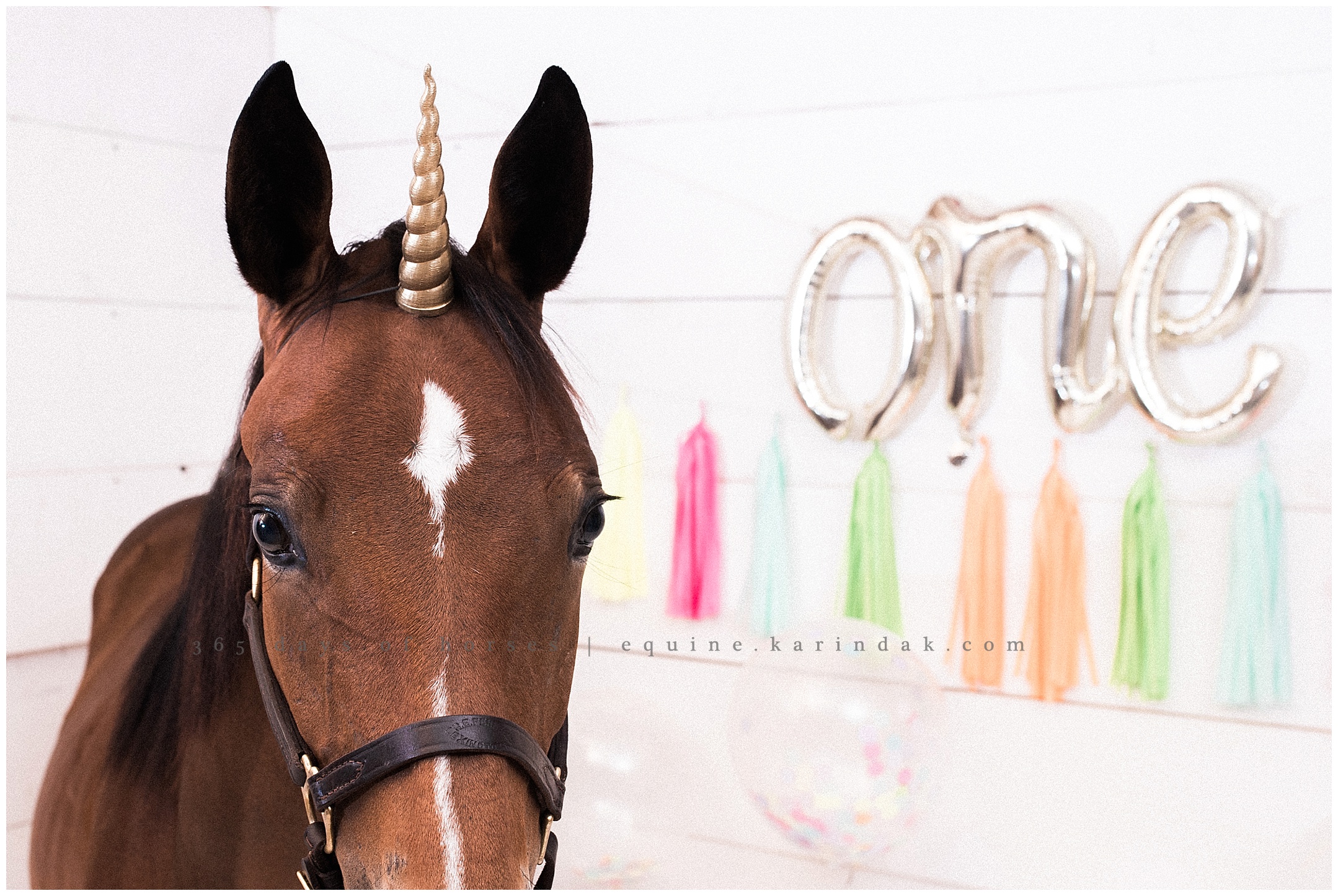 Missouri Horse Photographer | Karinda K Texas Equine Photography | equine.test.karindak.com