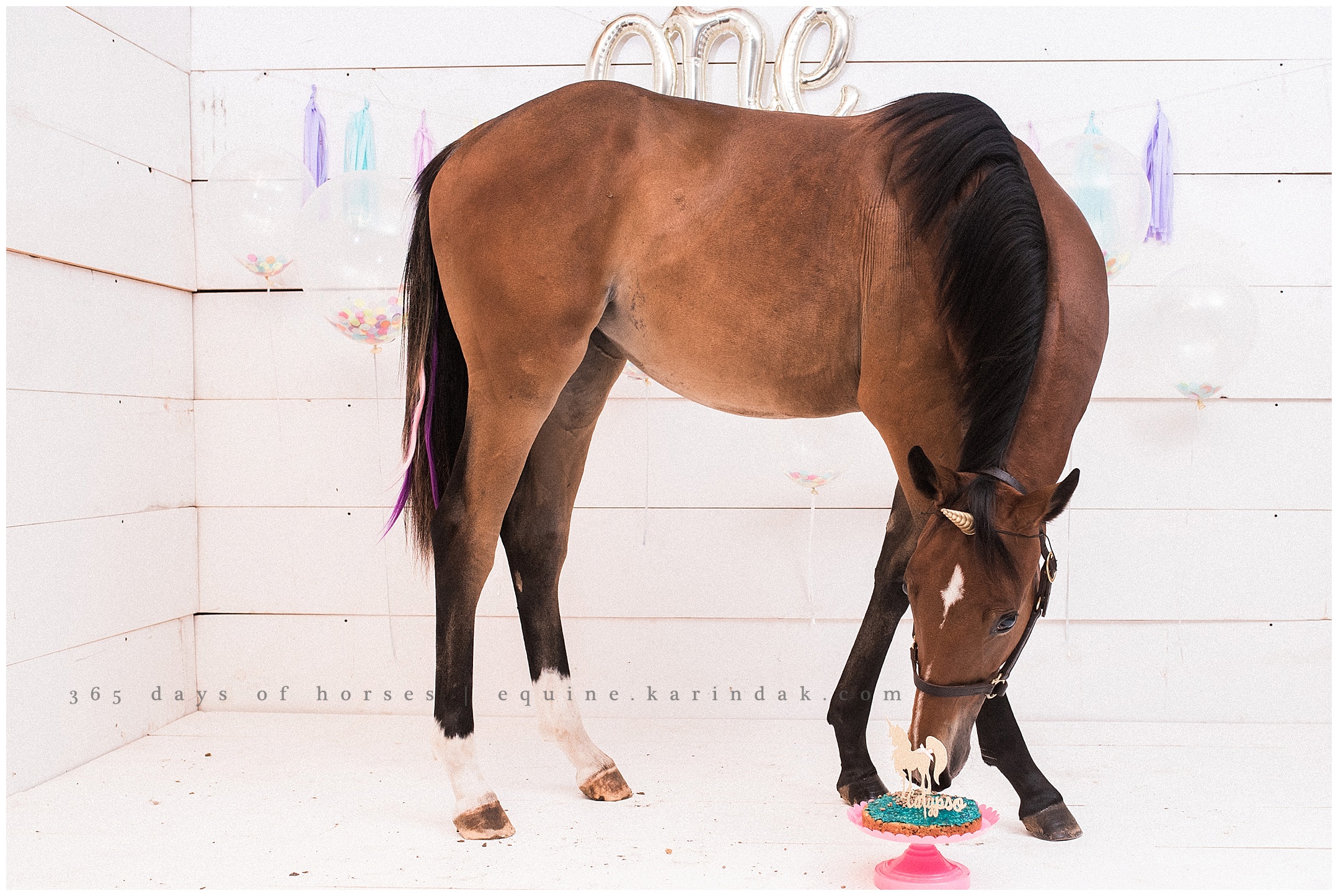 Missouri Horse Photographer | Karinda K Texas Equine Photography | equine.test.karindak.com