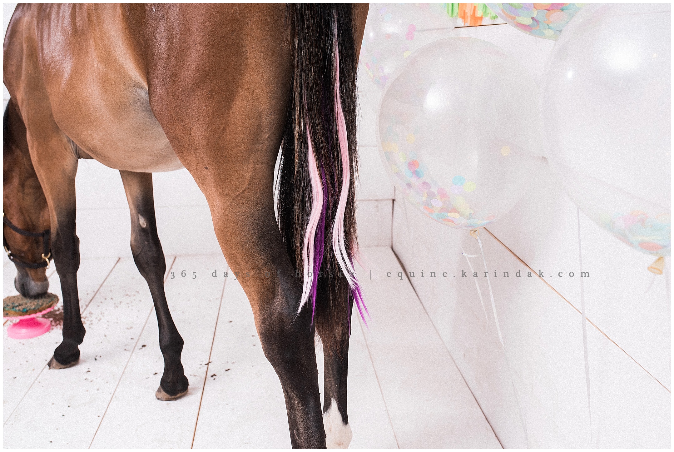 Missouri Horse Photographer | Karinda K Texas Equine Photography | equine.test.karindak.com