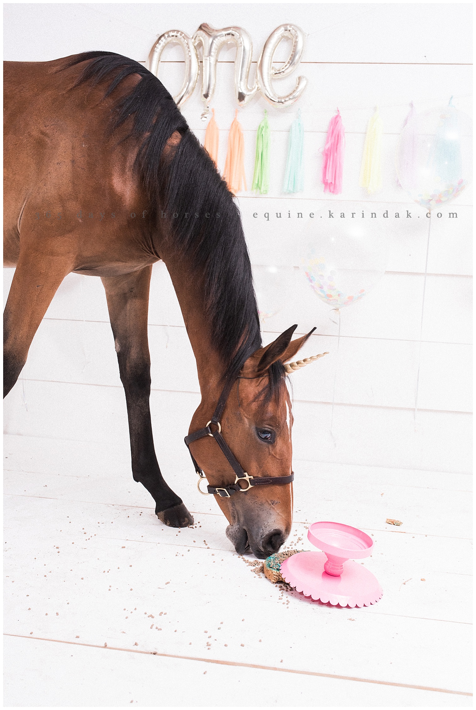 Missouri Horse Photographer | Karinda K Texas Equine Photography | equine.test.karindak.com