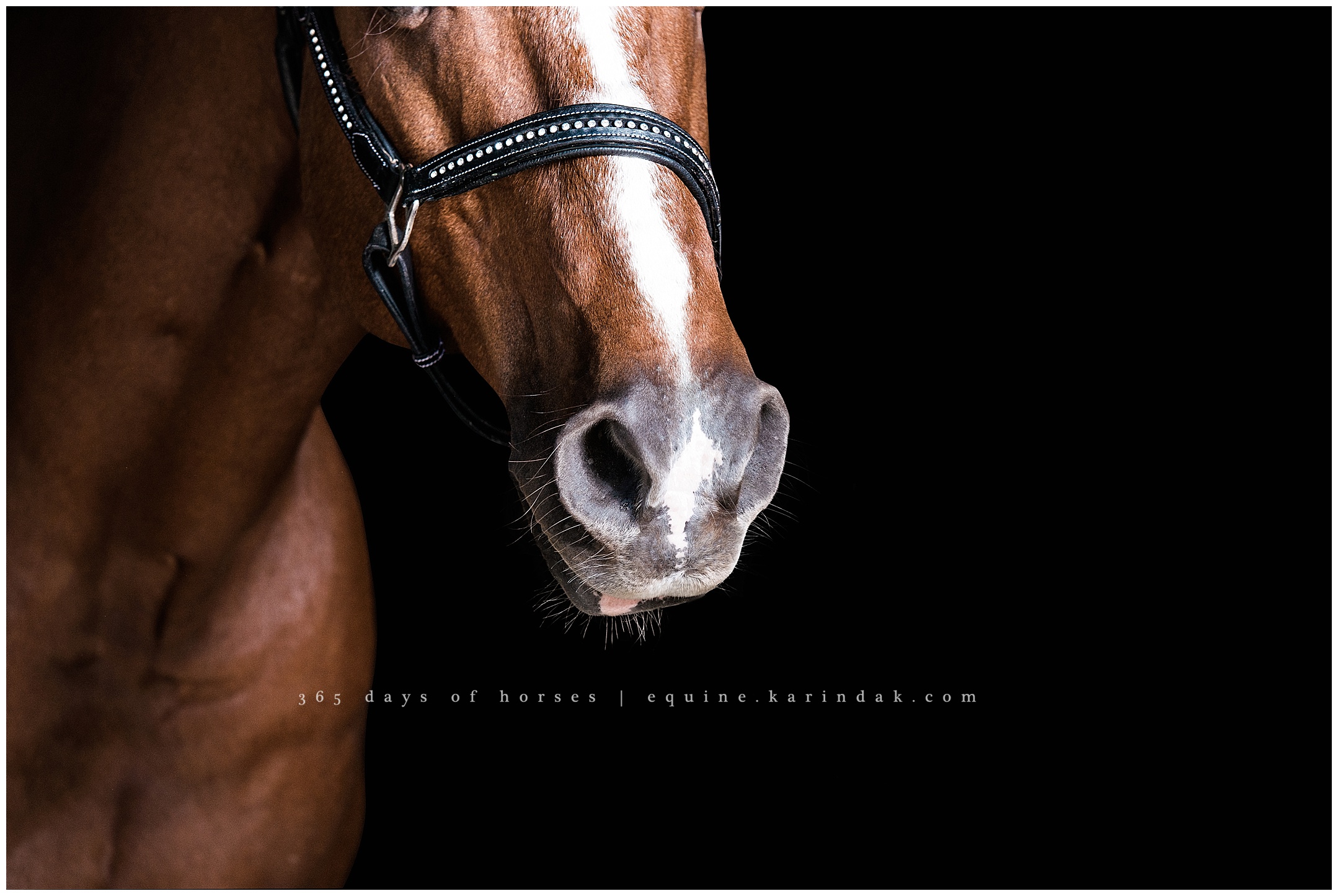 Wellington Equine Photographer 