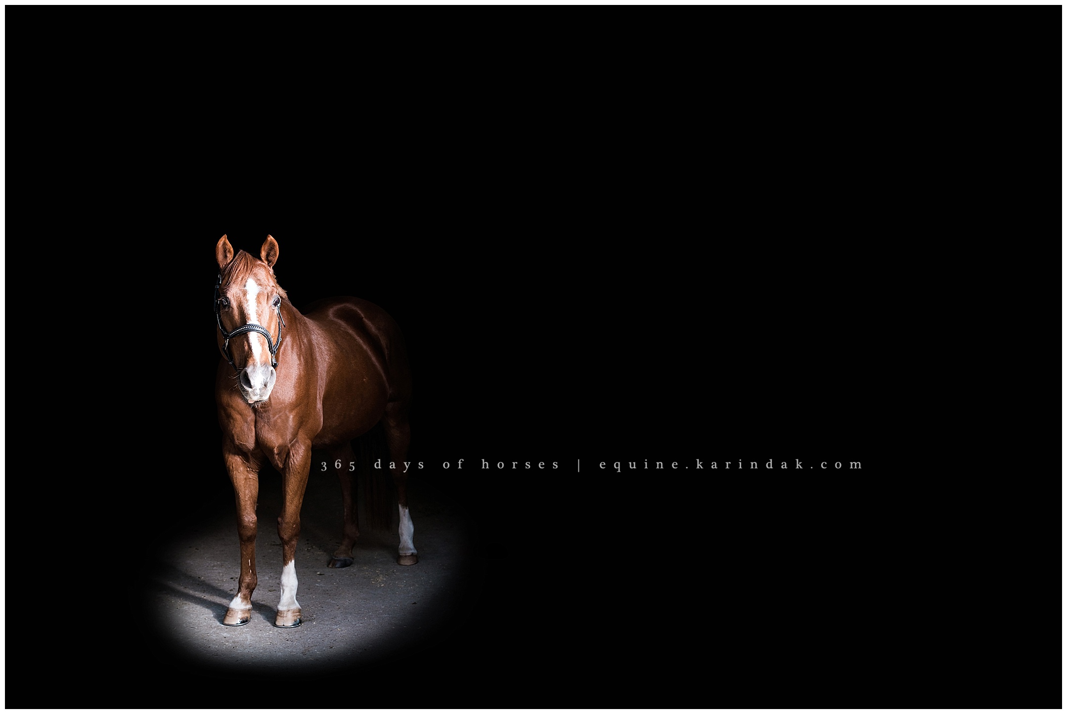 Wellington Equine Photographer 