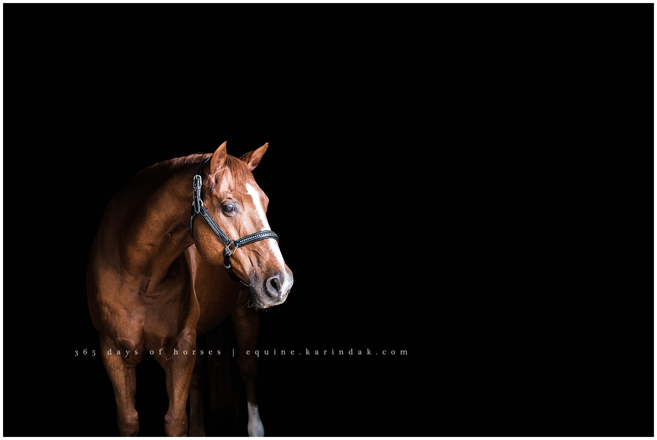 Karinda K Florida Equine Photography equine.test.karindak.com