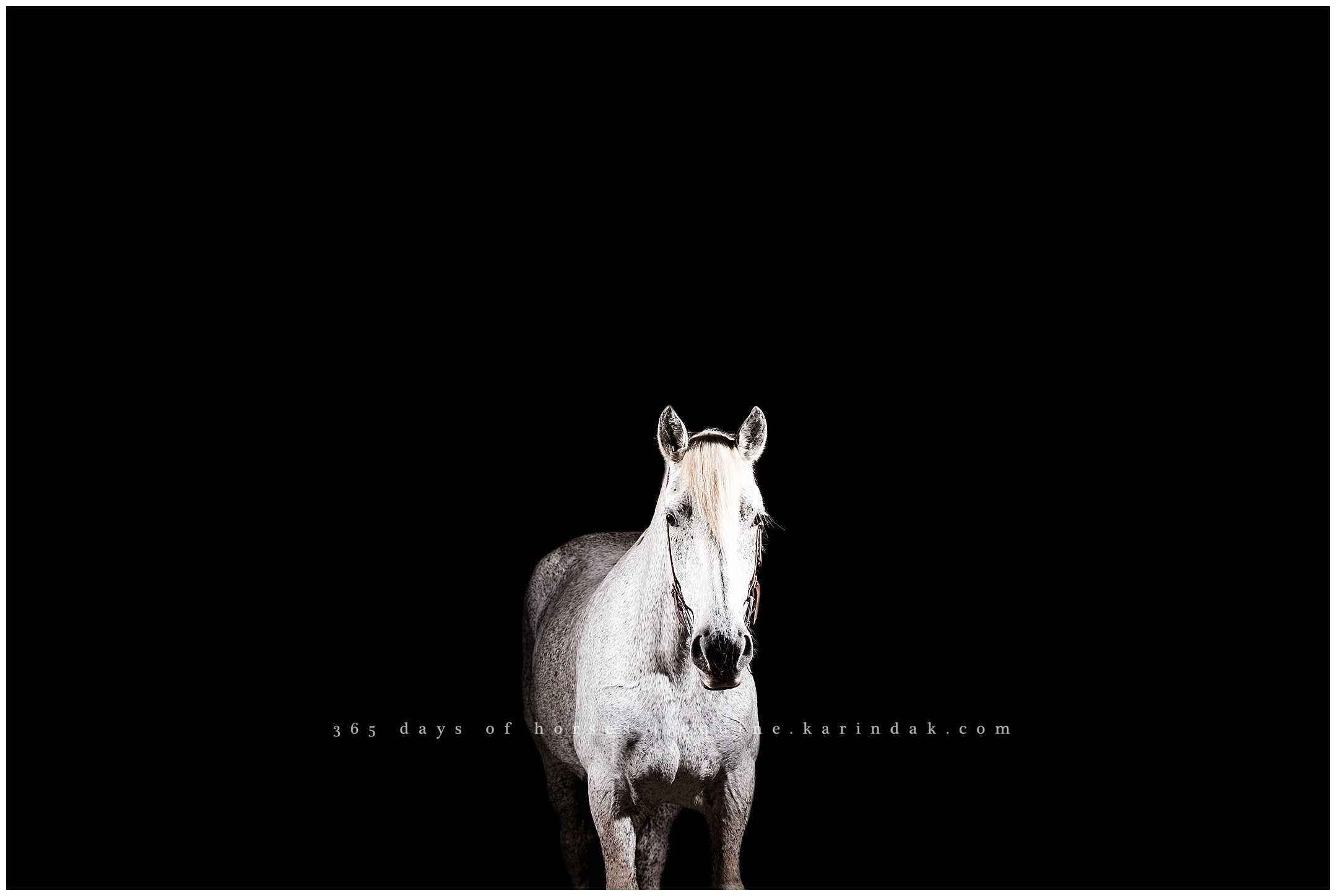 Grey Percheron Equine Photography 