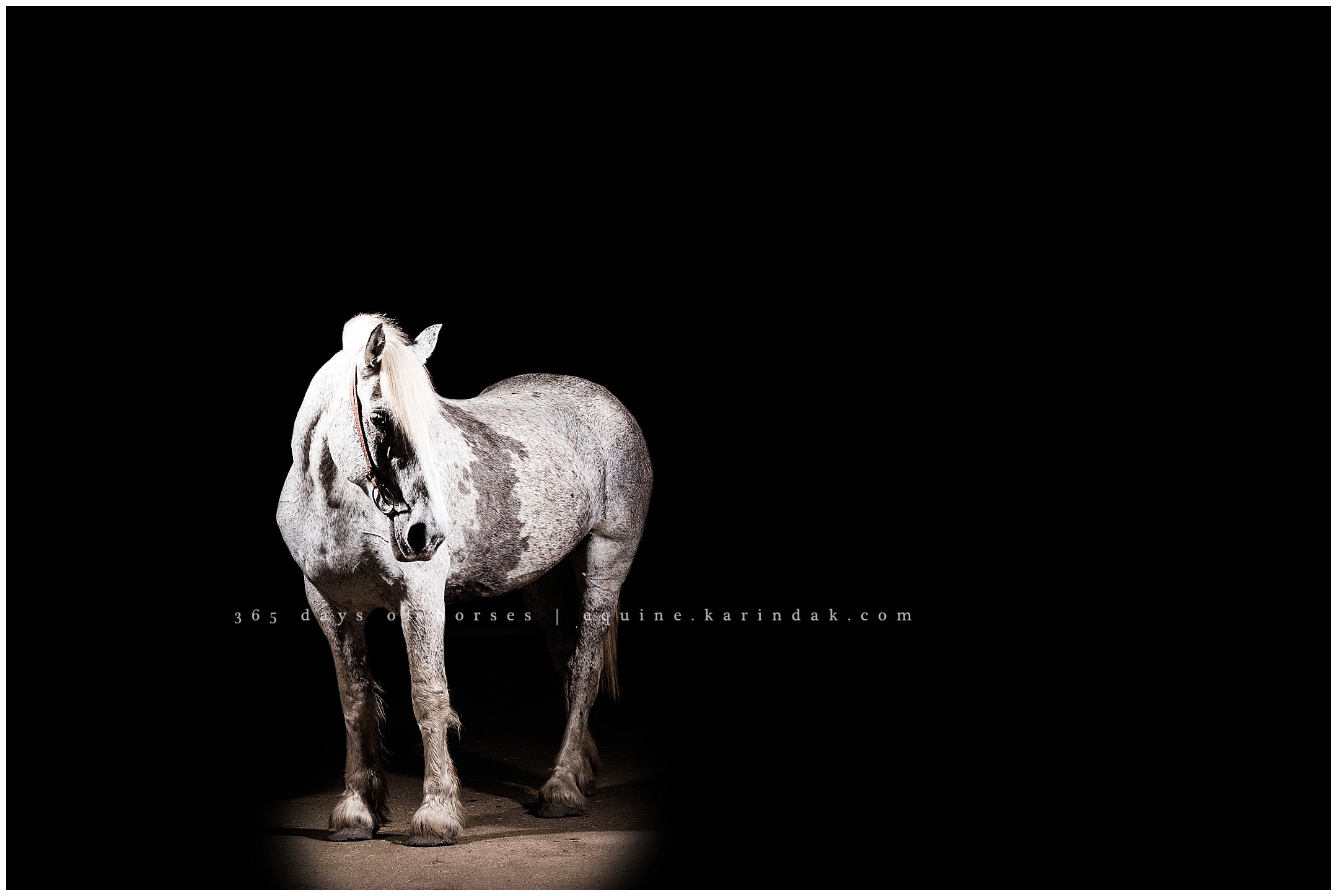 Horse with a belt birthmark