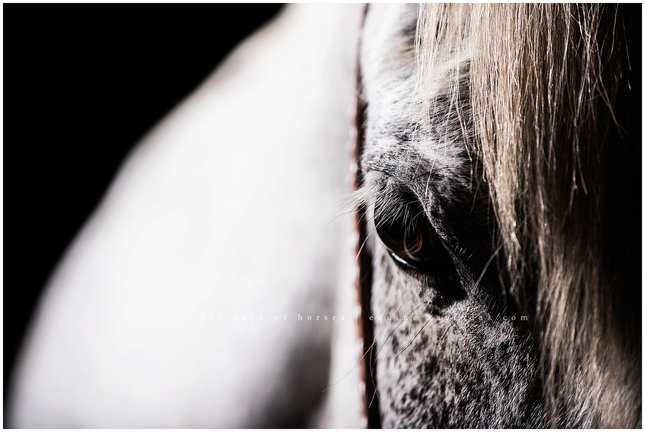 Horse with a belt birthmark 
