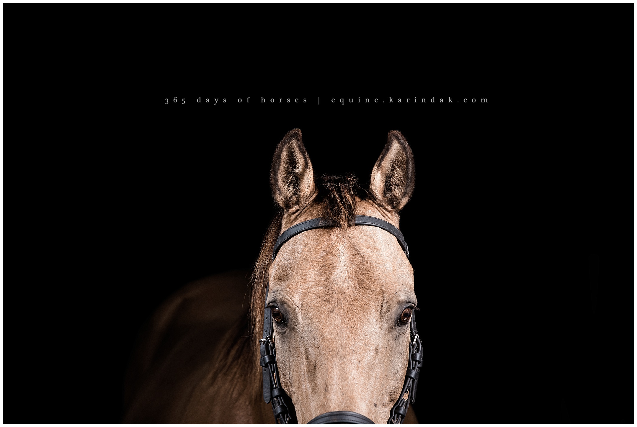 Cypress Equine Photographer