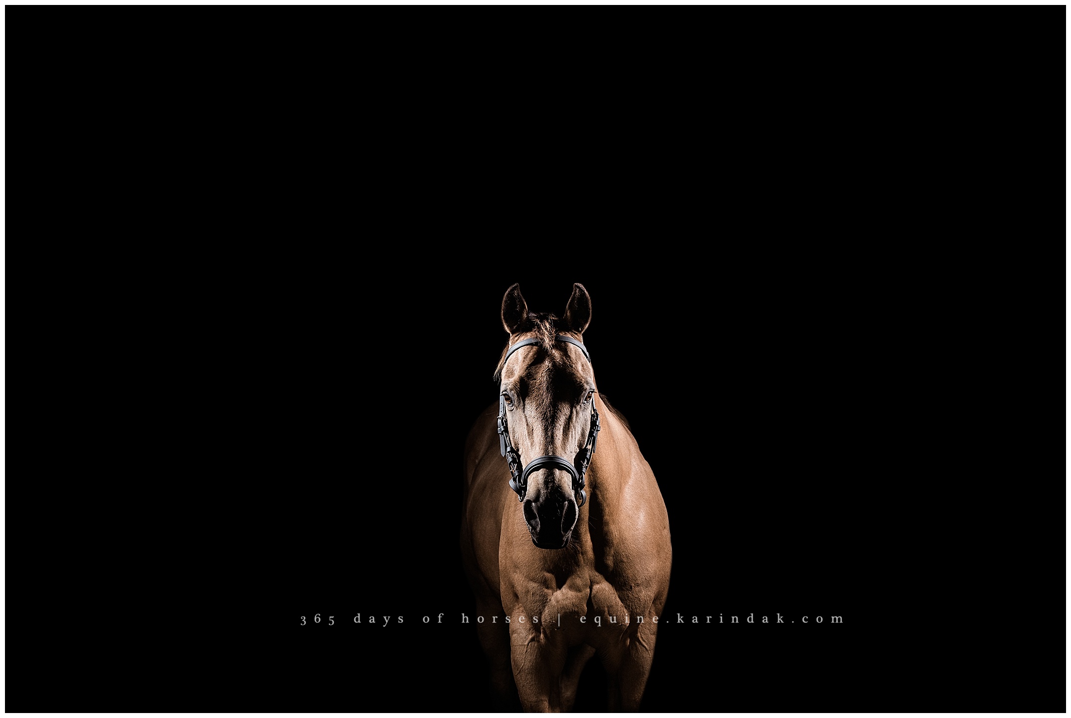 AQHA Photographer Texas 