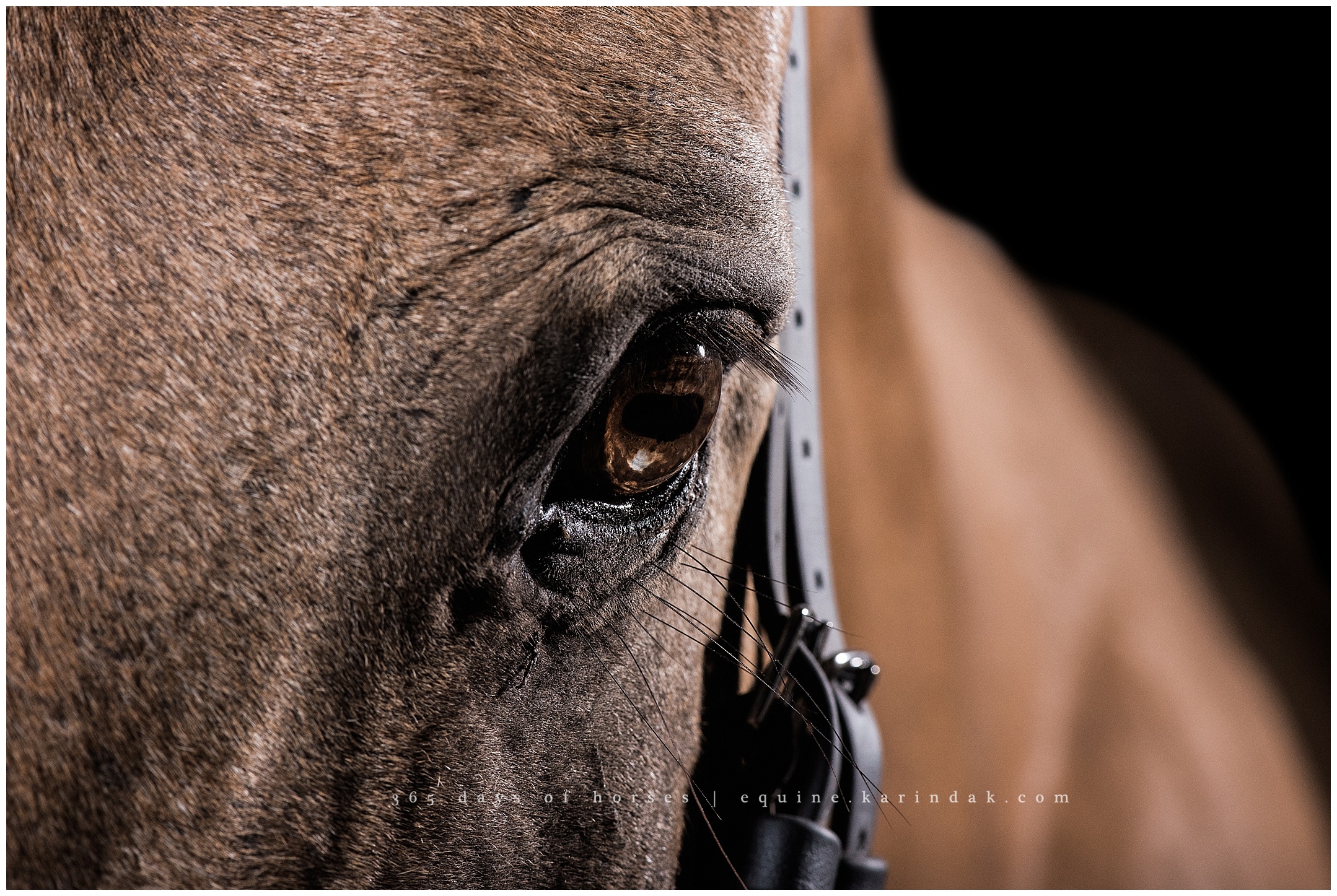 AQHA Photographer Texas 