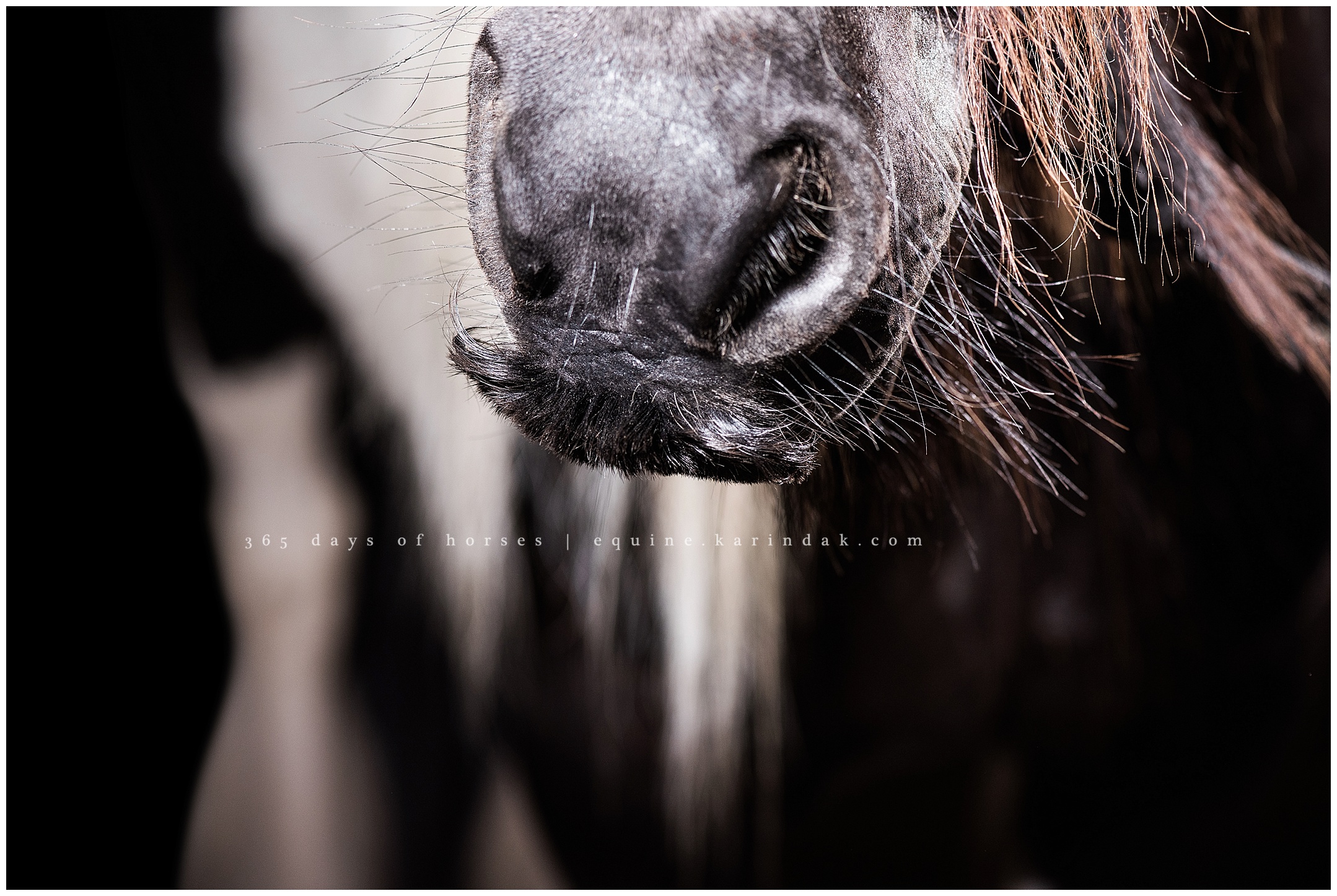 Gypsey Vanner Horse Mustache