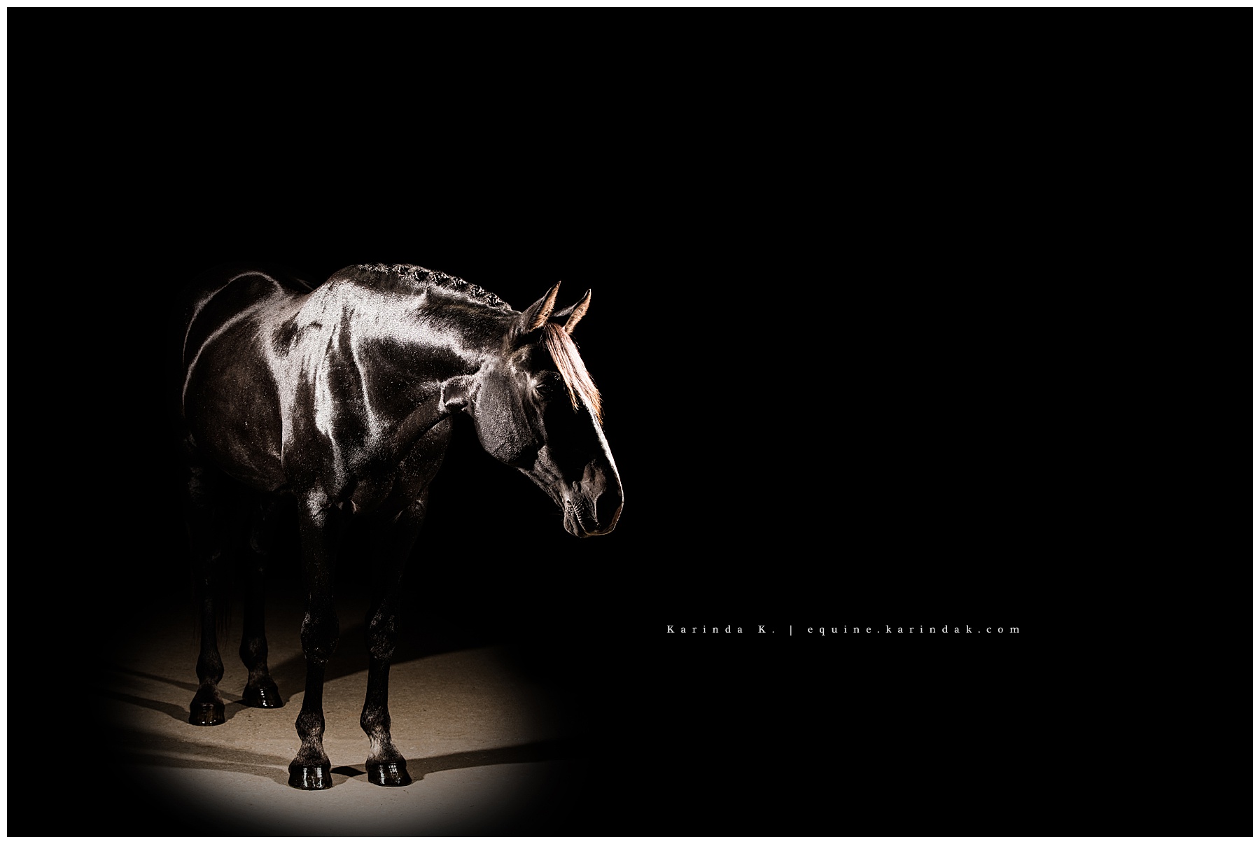 Kentucky Fine Art Horse Photographer Black Background 