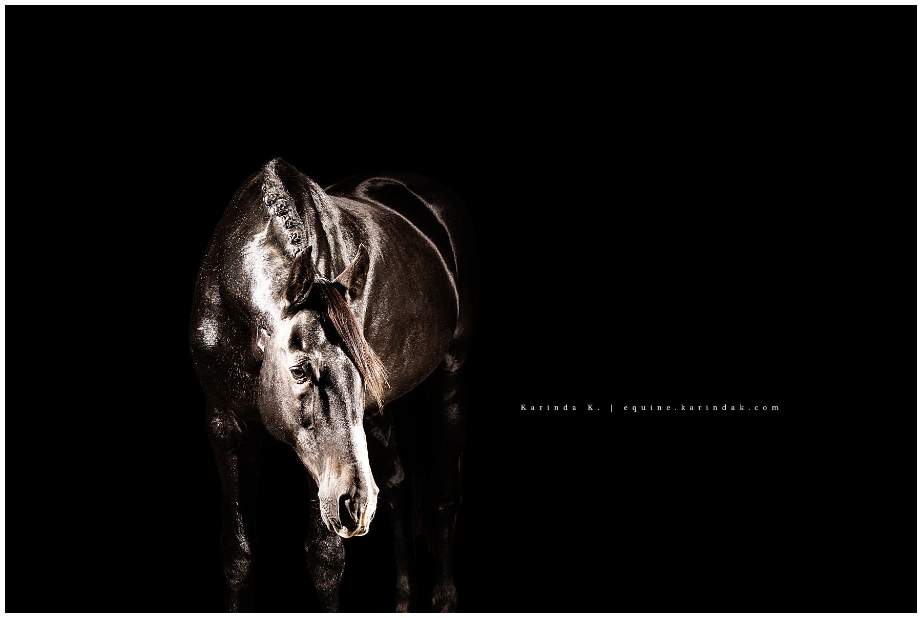 Grand Prix Oldenburg Stallion Kentucky Halcyon Hill LLC