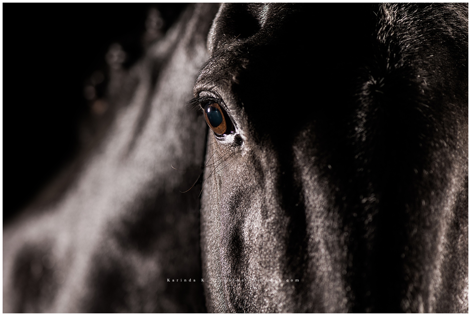 Horse Eye Detail Art Portraits Kentucky Equine Photographer 