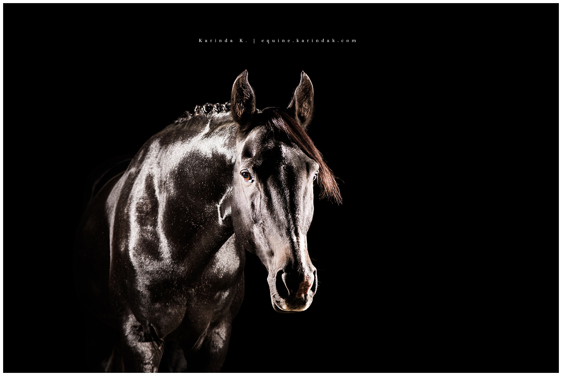 Stallion Portraits Kentucky Equine Photographer Karinda K. 