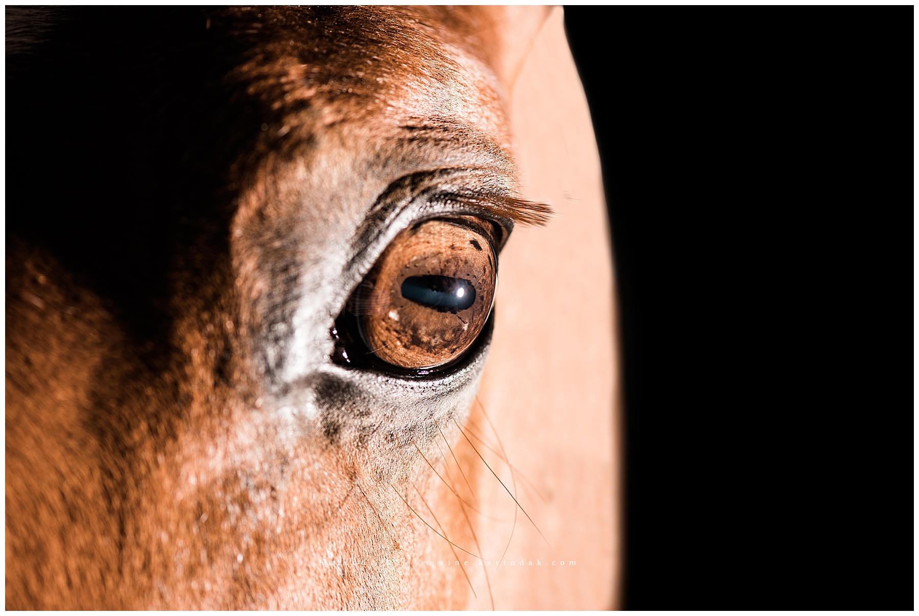 chestnut hunter jumper portraits tx