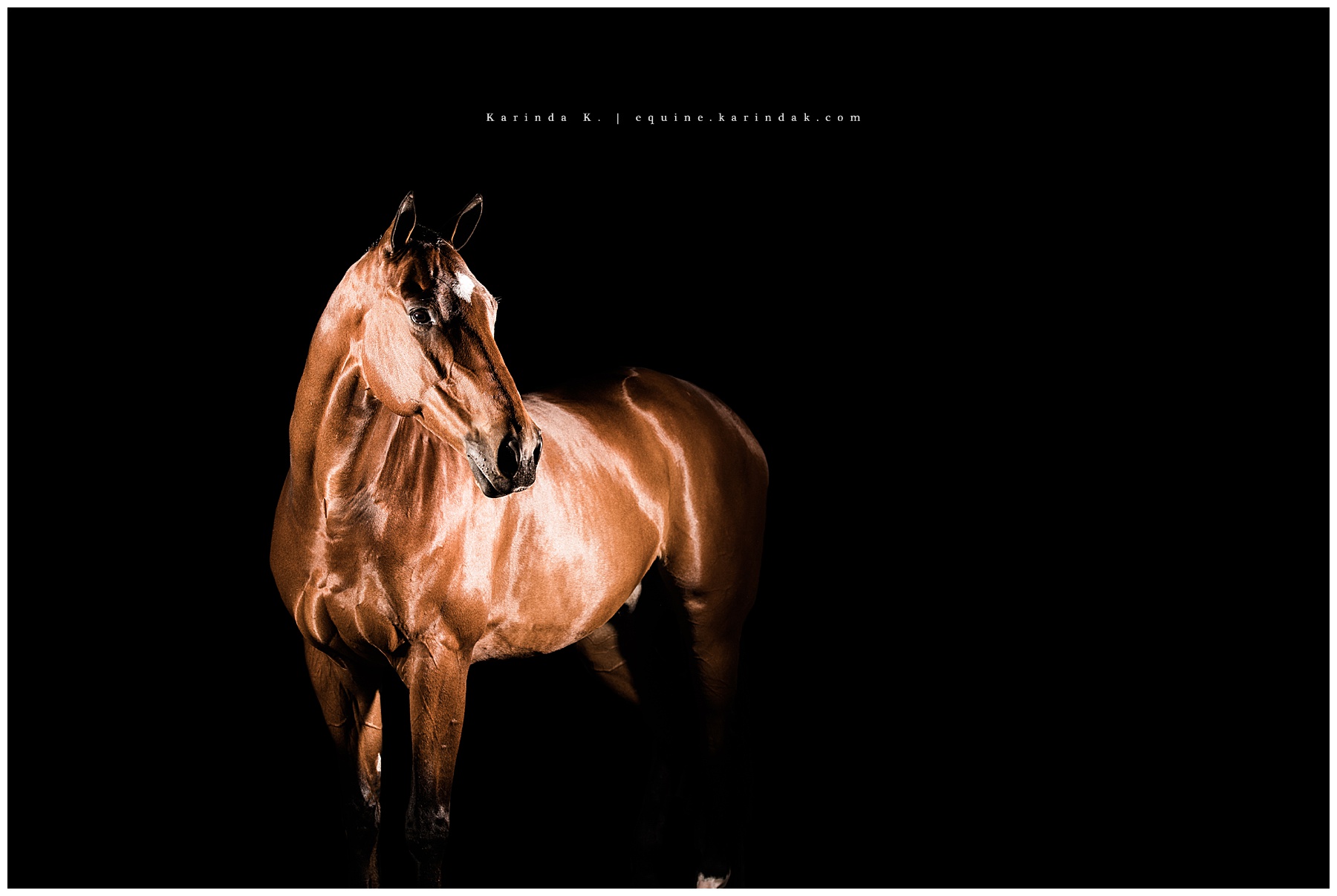 Great Southwest Equestrian Center Portraits Katy, TX