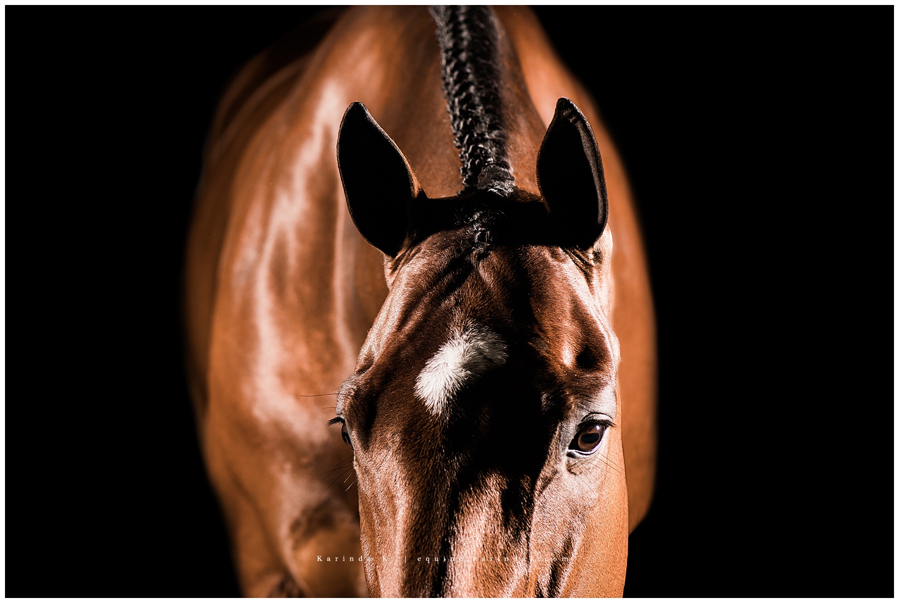 Black background hunter jumper portraits tx