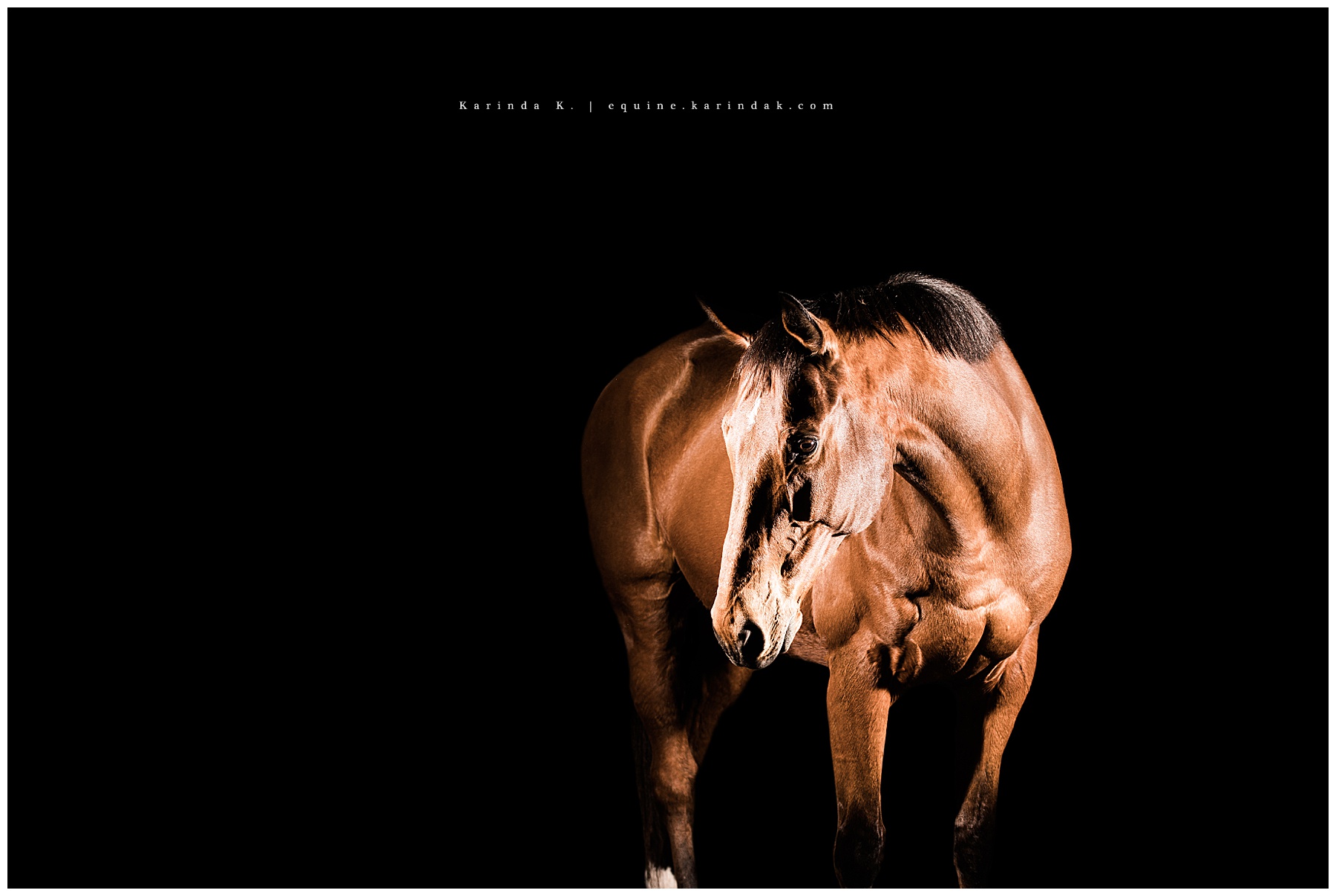 hunter jumper horse portraits magnolia tx