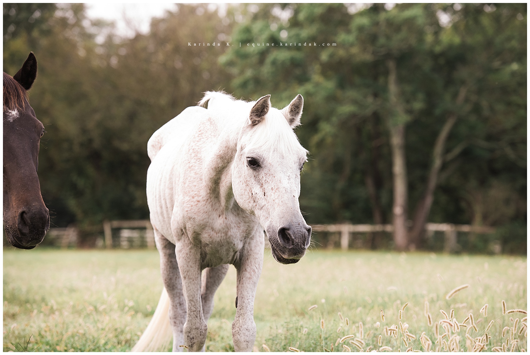 senior horse portrait lexington, ky