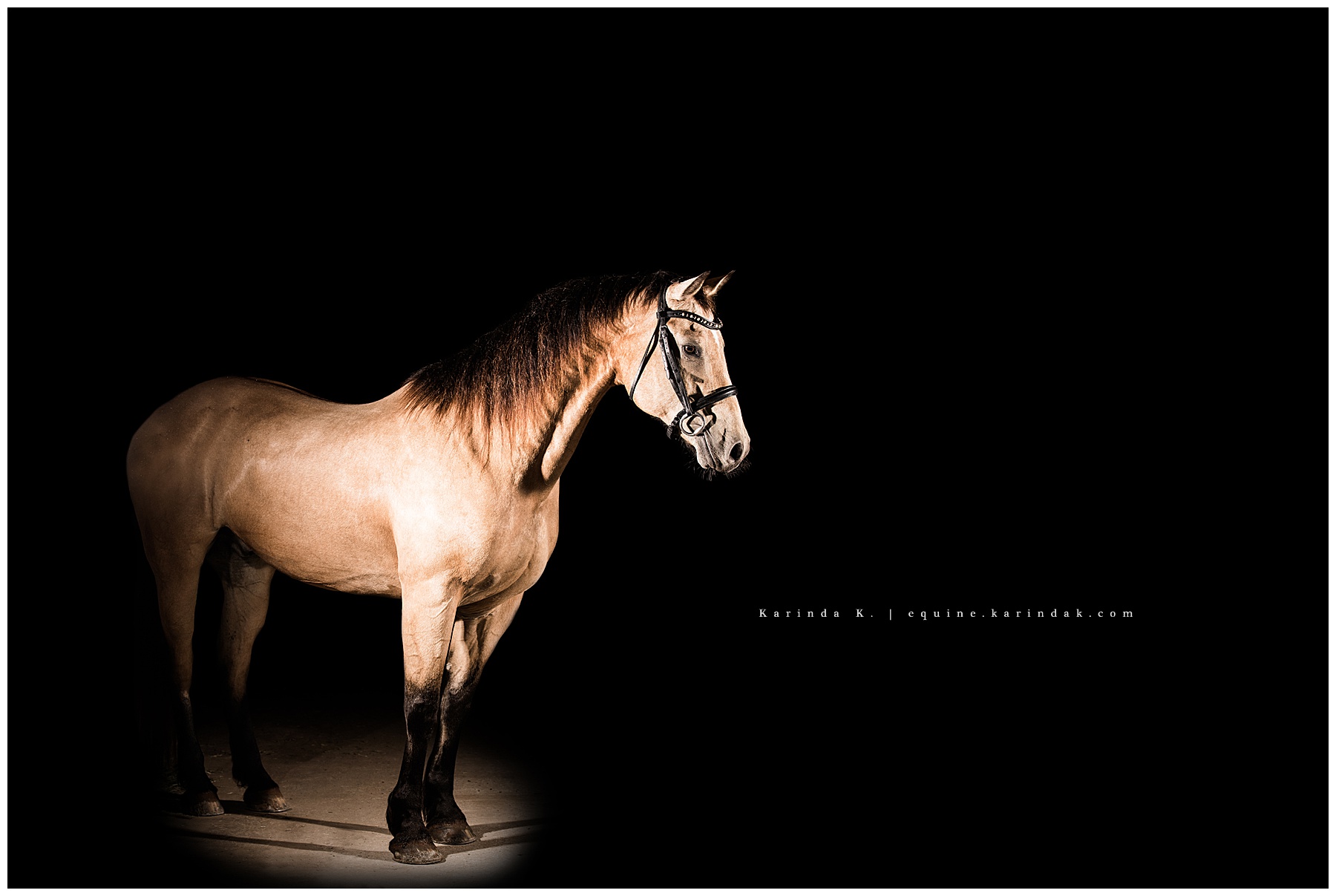 western horse black background 