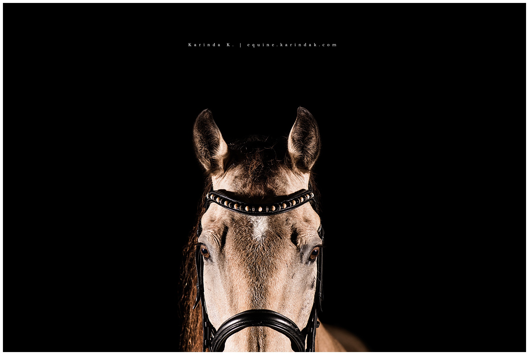 horses head close up in bridle black background 