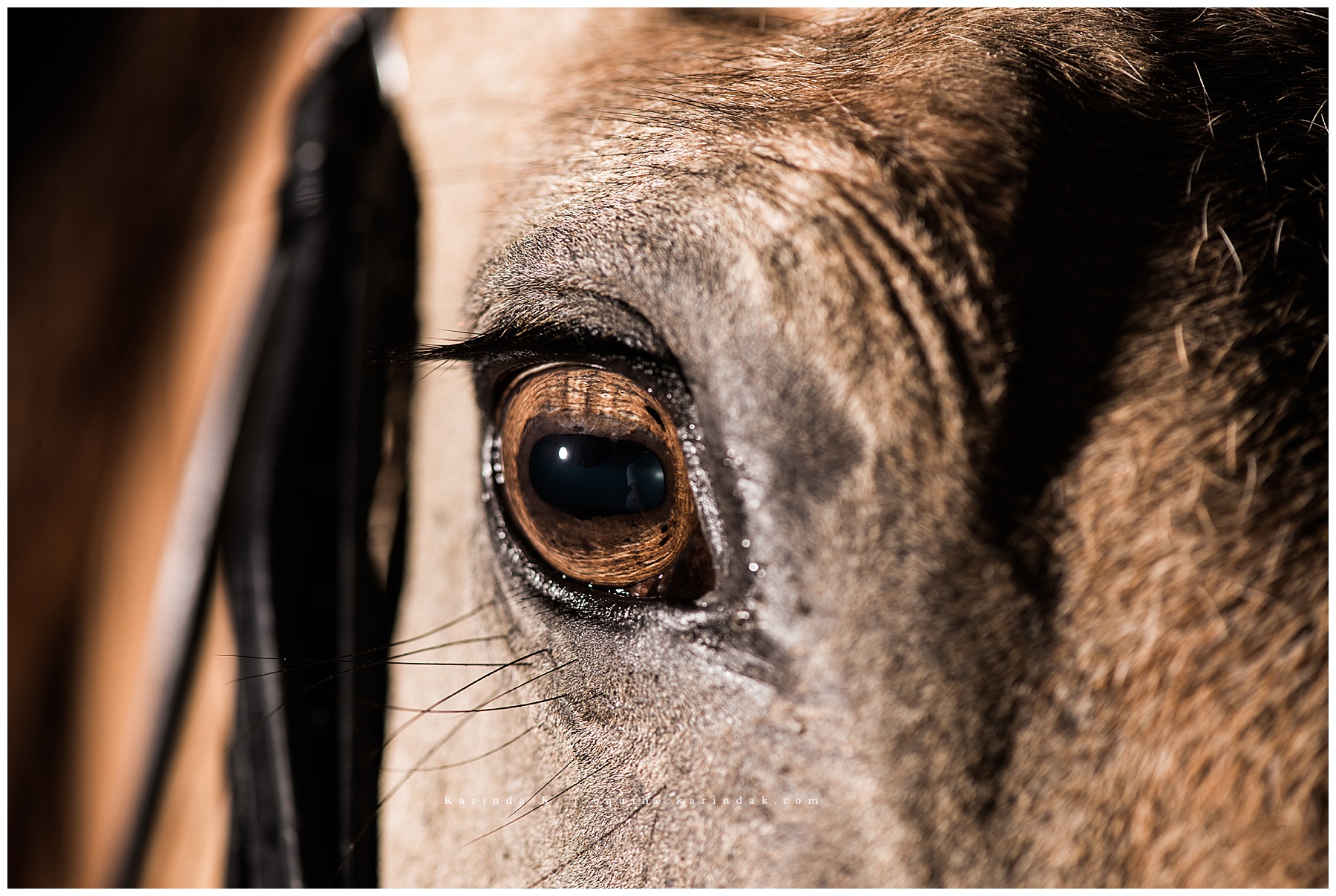 close up hoses eye portrait 
