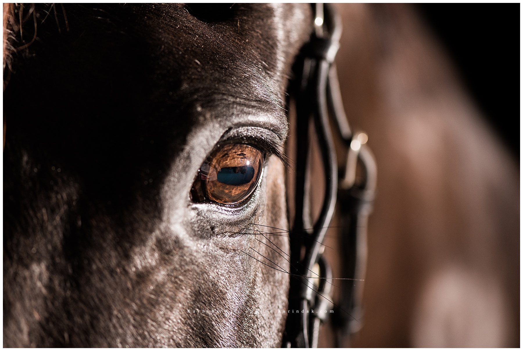 black background horse portraits 