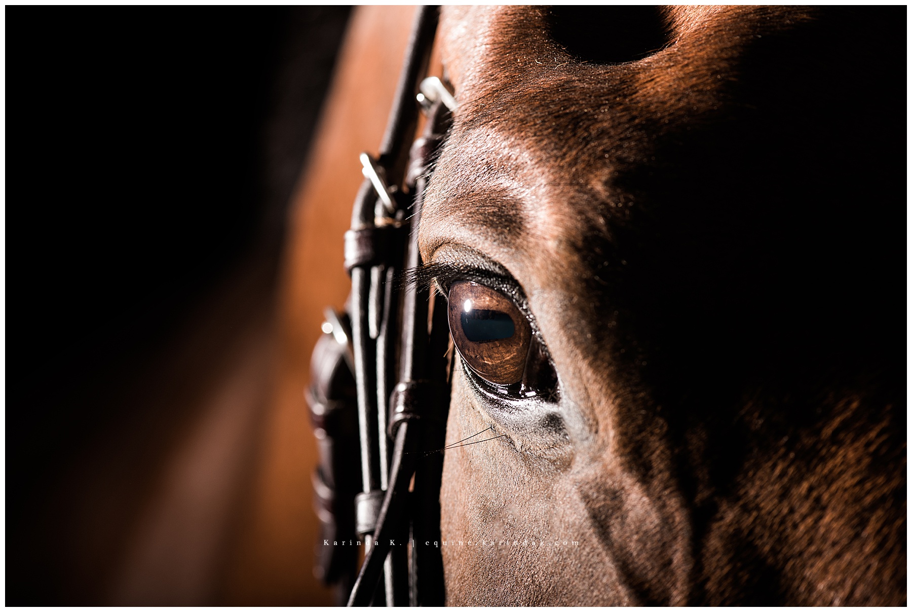 Black background portraits horses eye close up