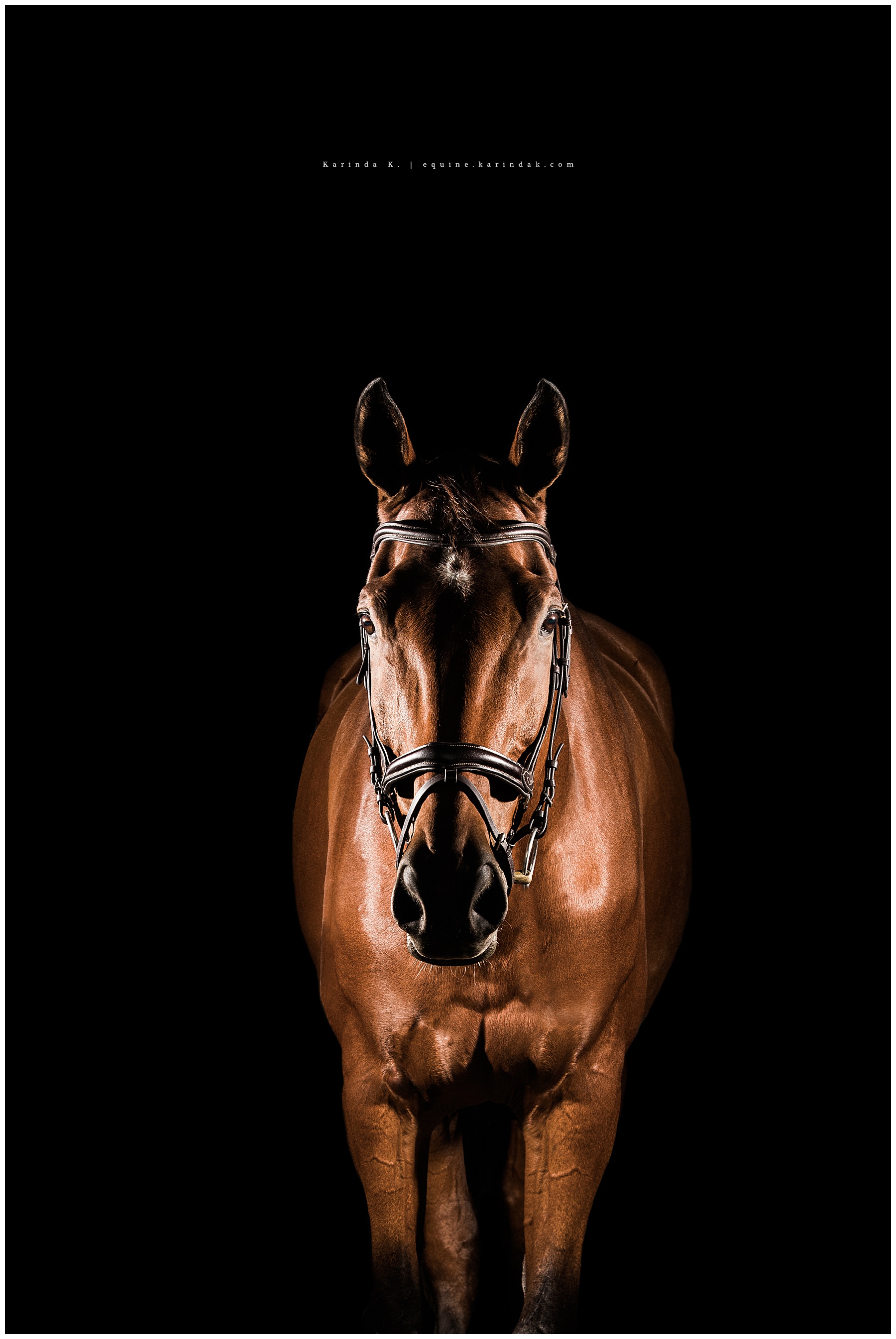 black background with bay horse portrait