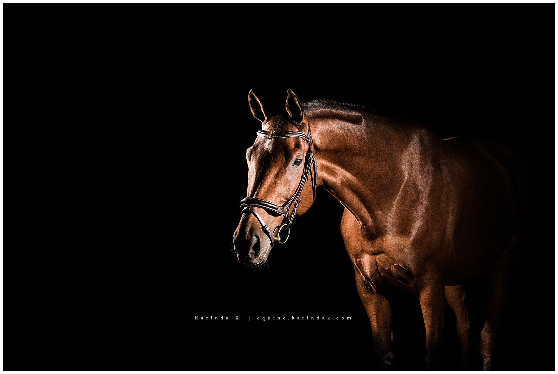 Black Background with bay horse hunter/jumper portraits houston, tx