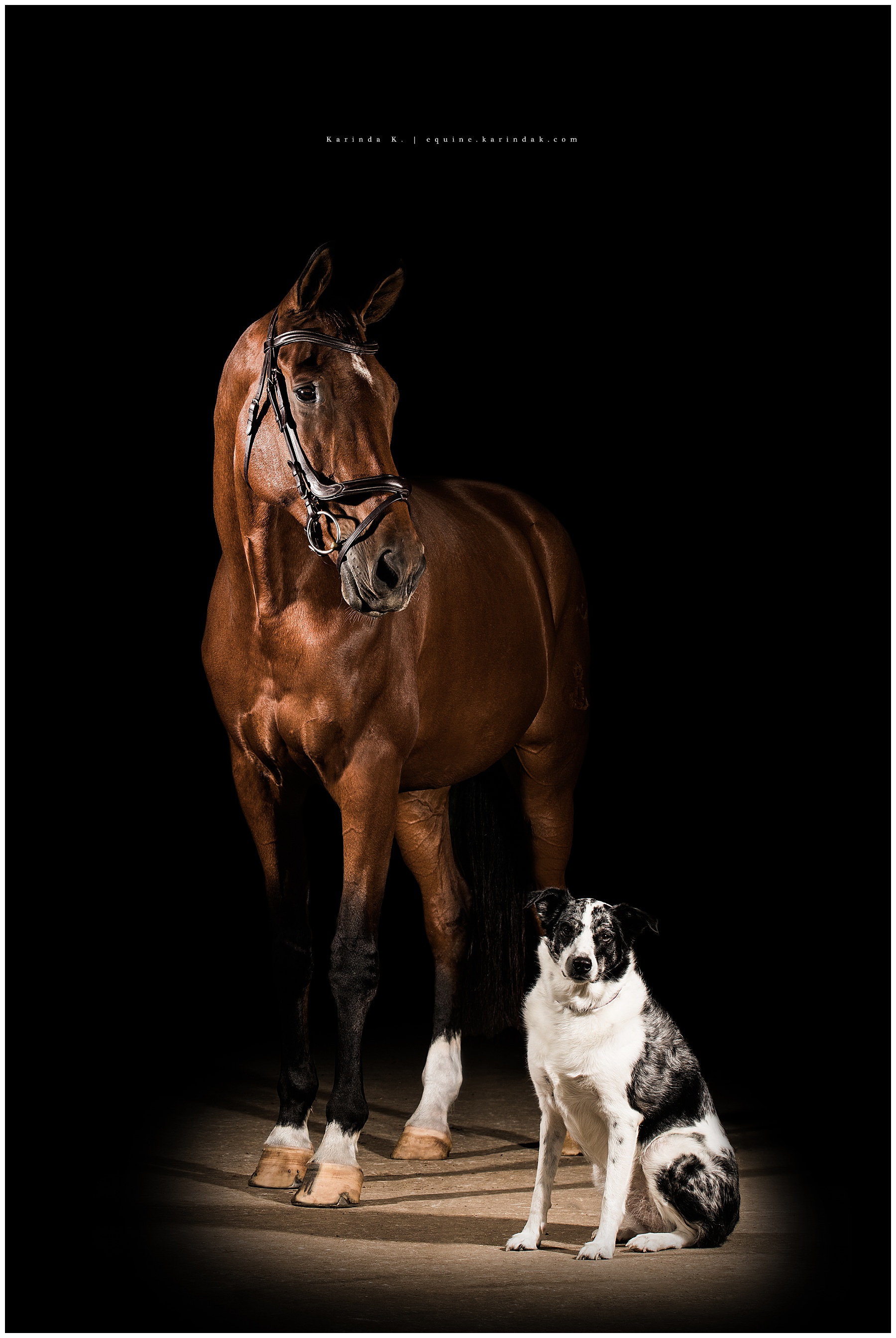black background with bay horse and dog portrait