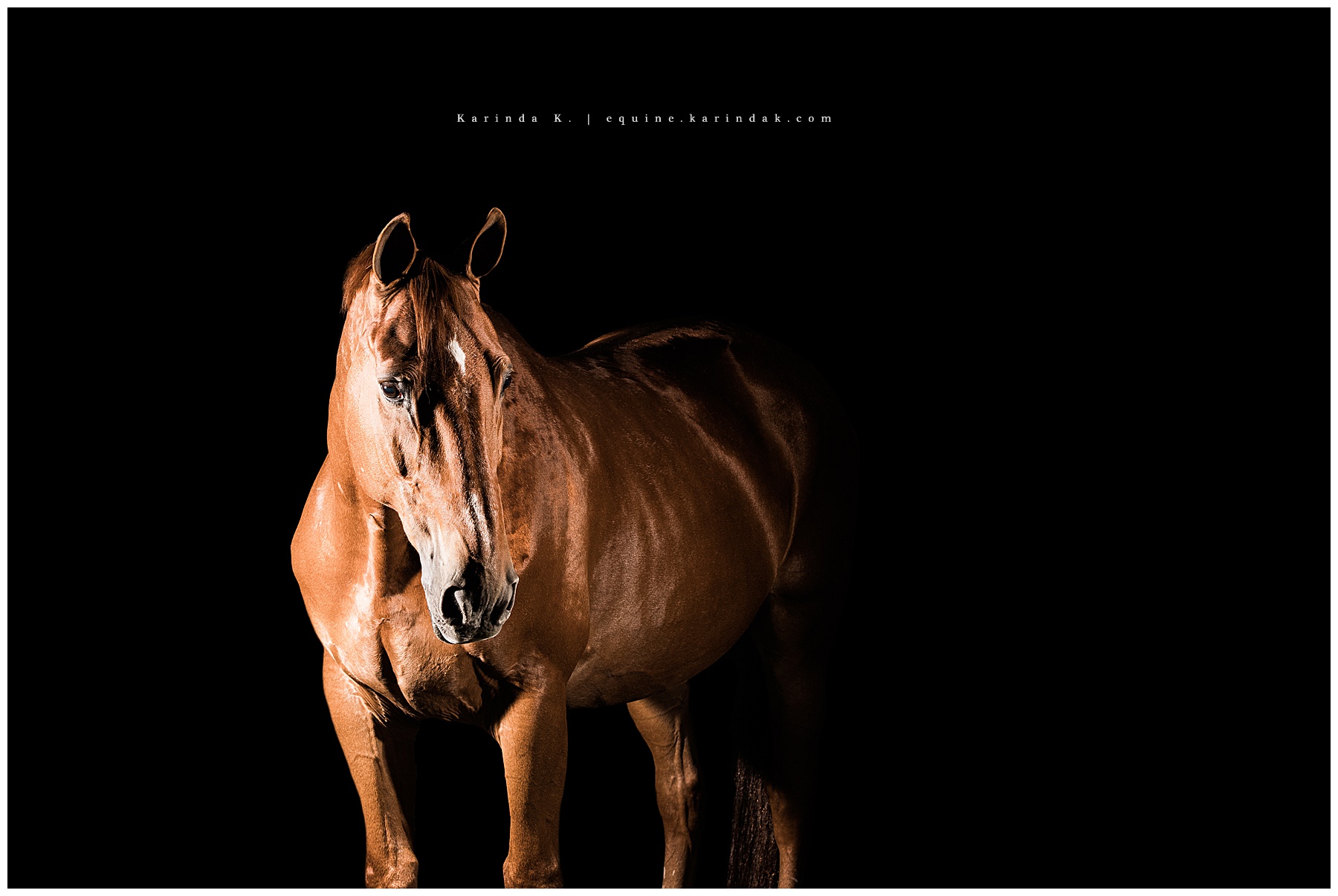timber ridge farms in magnolia, tx black background horse photographer