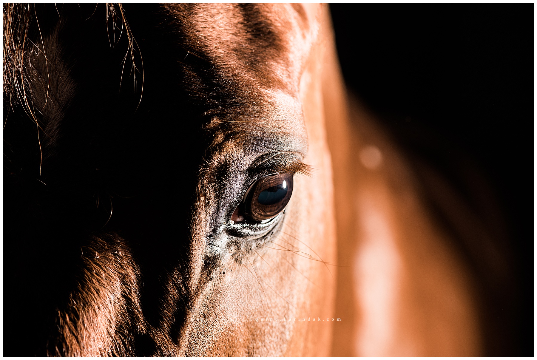 black background portraits horses eye close up 